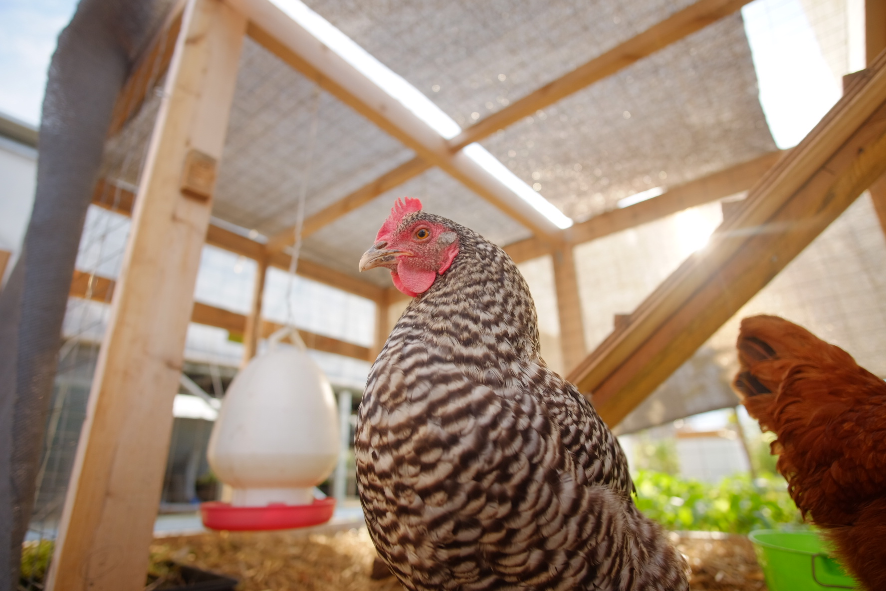 Copy of Speckled black and white chicken in front of chicken coop on rooftop farm