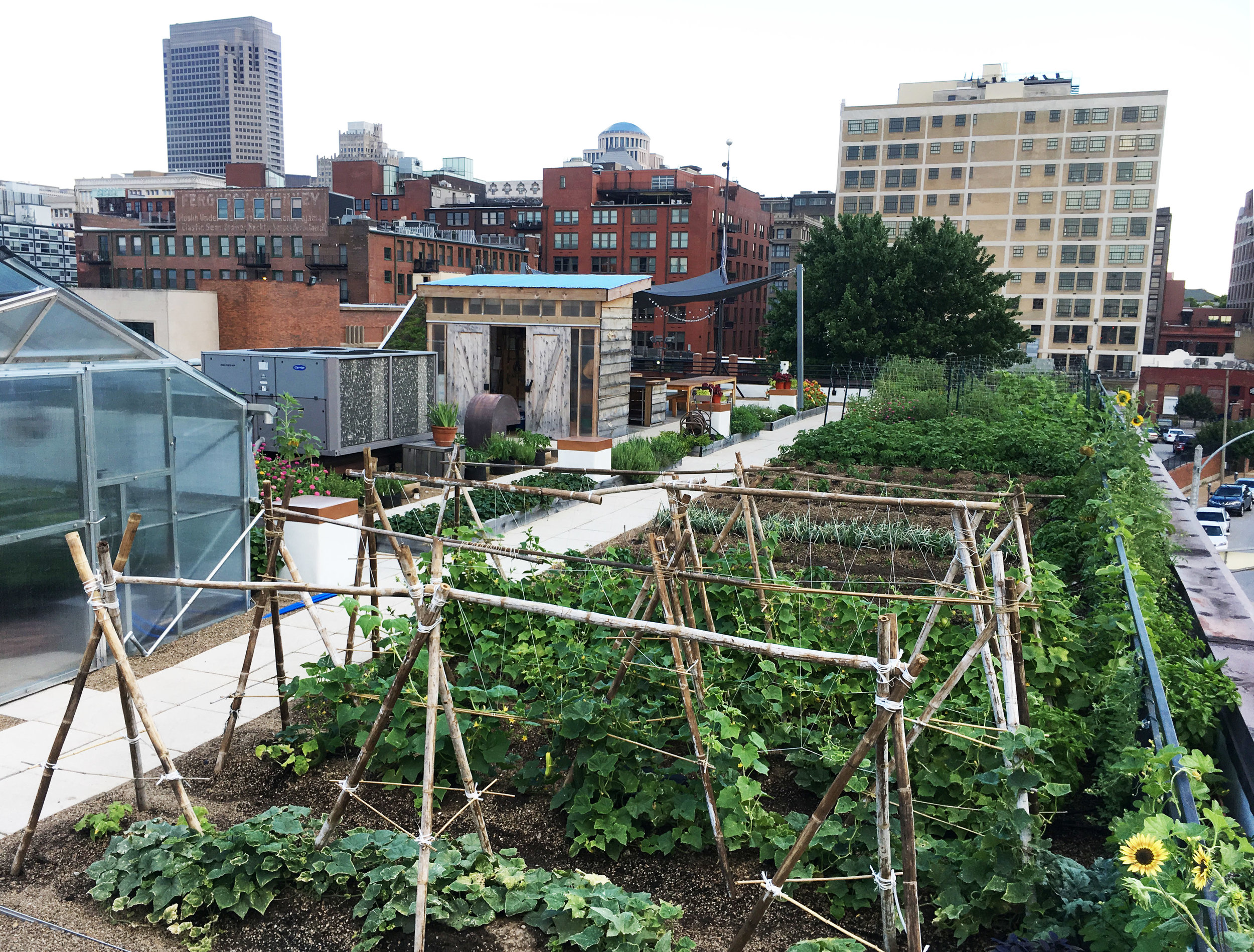 West perspective of farm showcasing trellises, greenhouse, farm rows, shed, and downtown buildings in the background. 