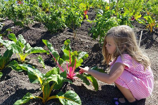 Little girl in pink dress kneeling and inspecting some chard 