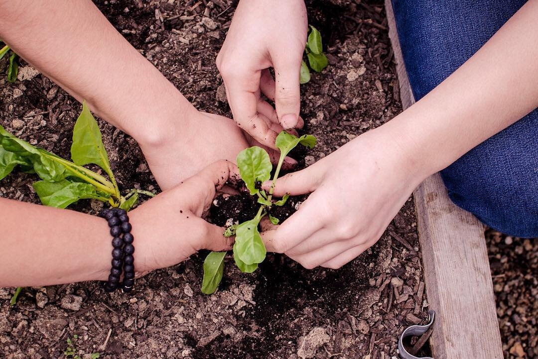 Free Online Gardening Agriculture Classes Urban Harvest Stl