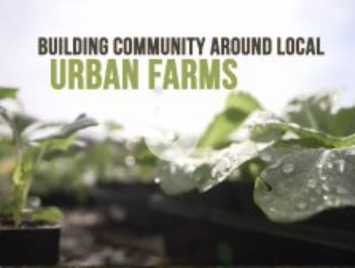 Restoring ST: Building Community Around Local Urban Farms