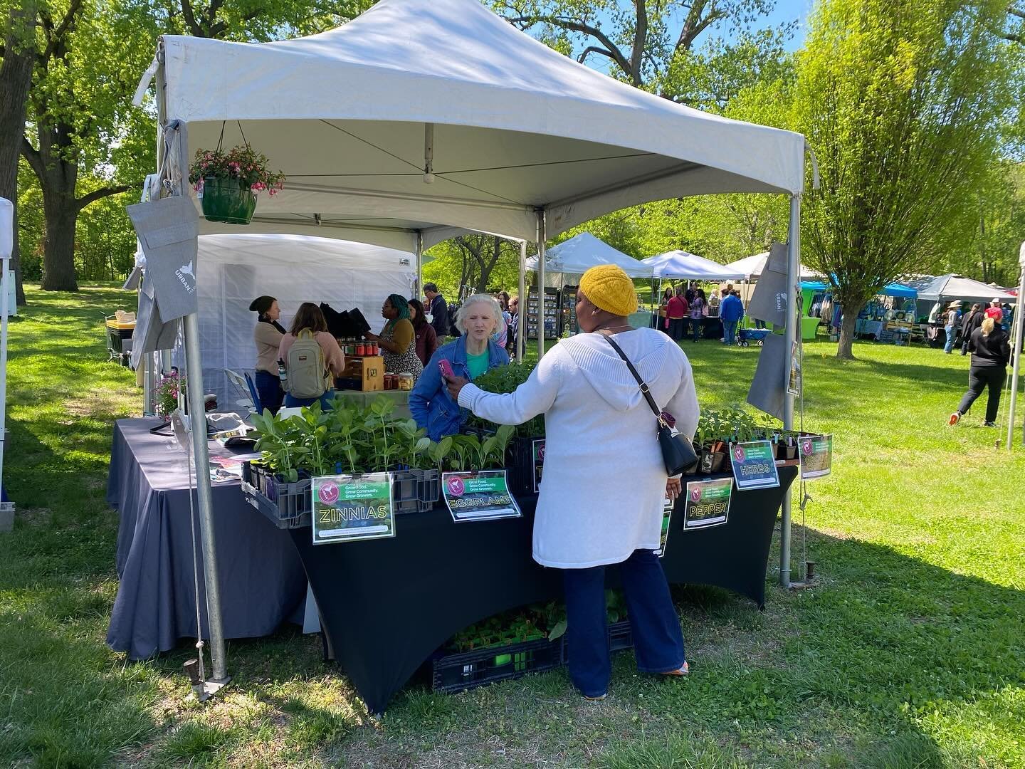 Come see at The Earth Day Festival at Forest Park.  We have citrus basil, eggplant, peppers, ground cherries, zinnias, tomatoes, zucchini, and cucumbers!  @stlouisearthday