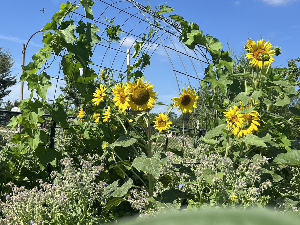 Food Roof Farm