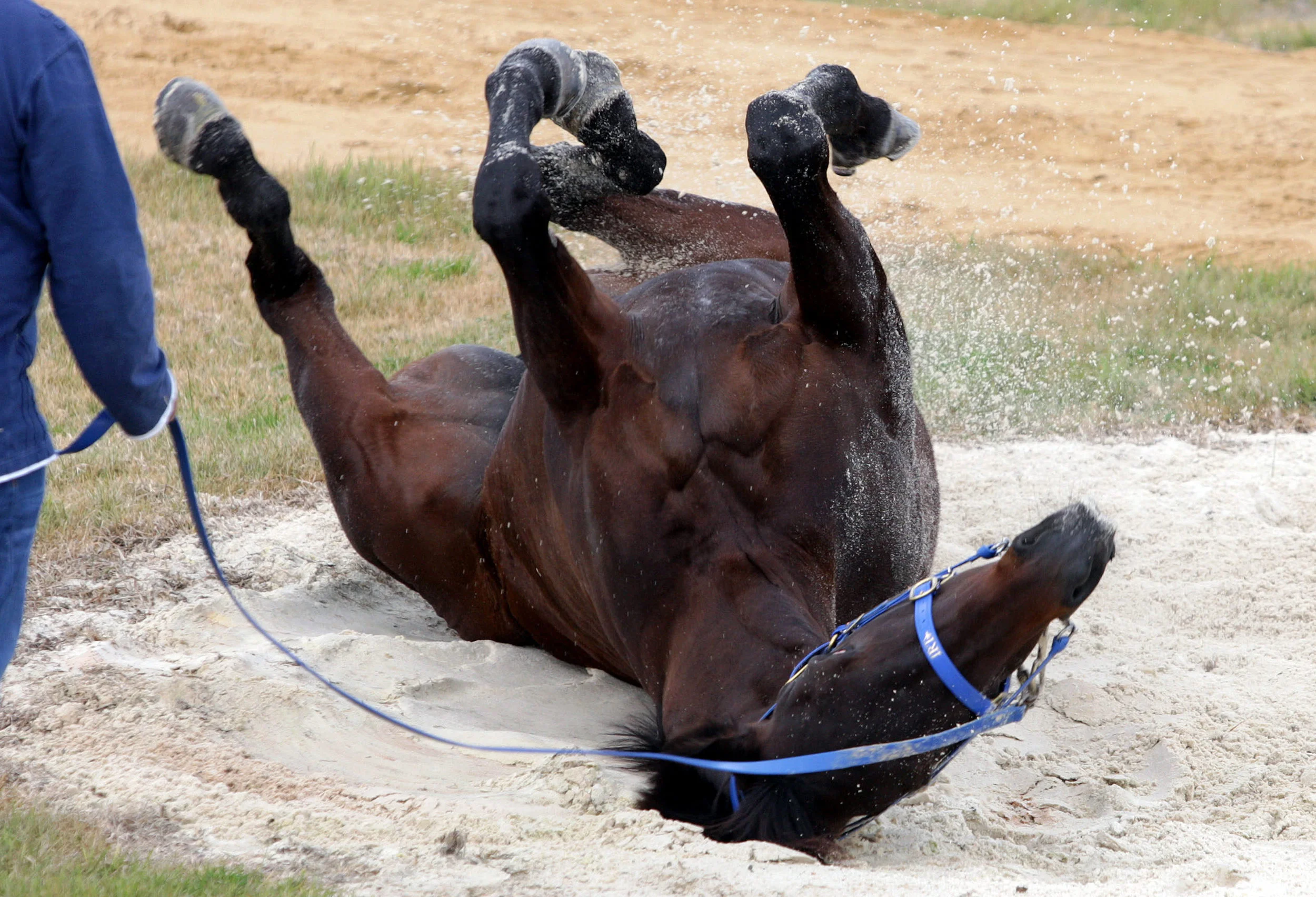 BLACK CAVIAR-F14832834-582618.JPG