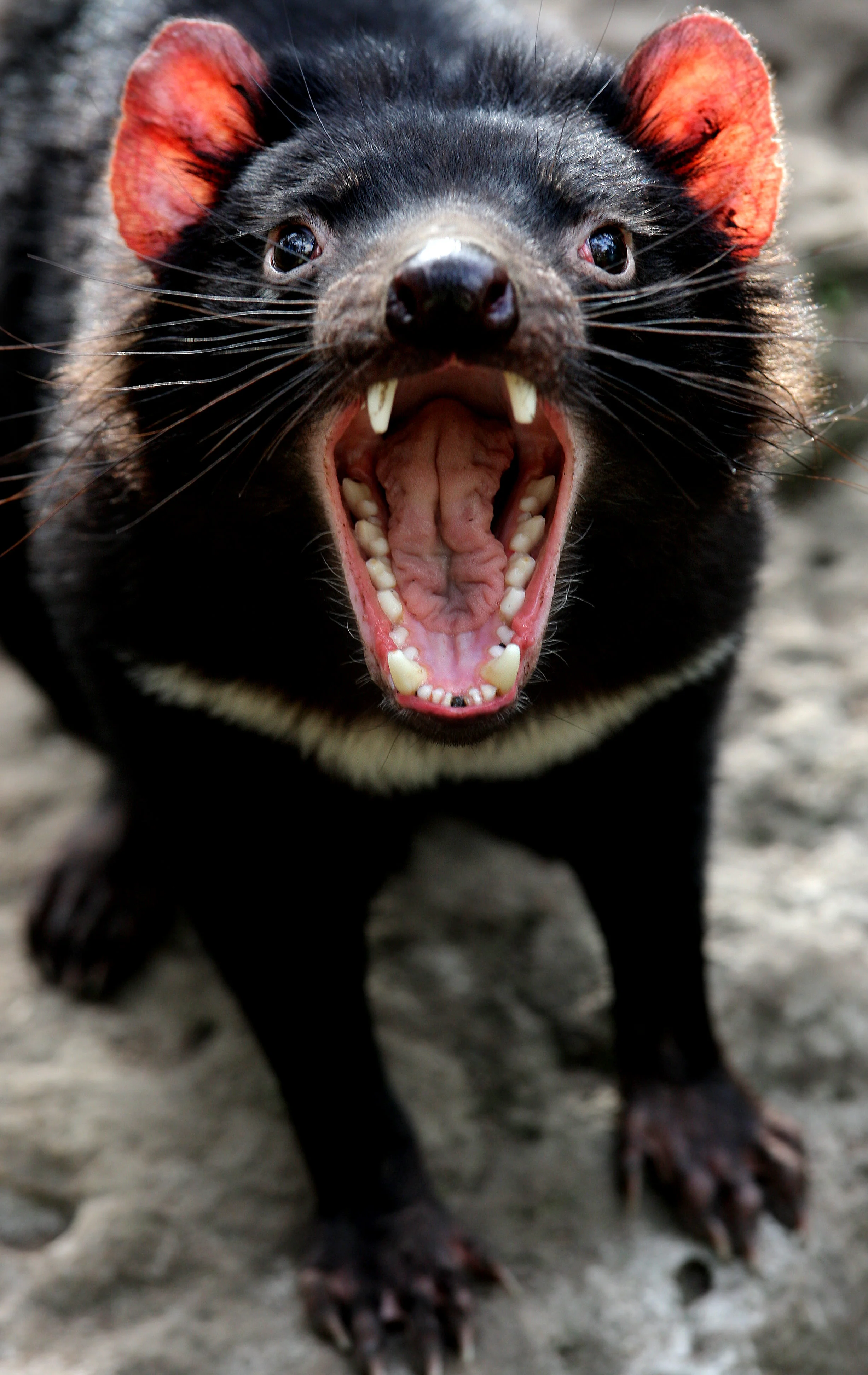 HALLS GAP ZOO-F15969626-372135.JPG