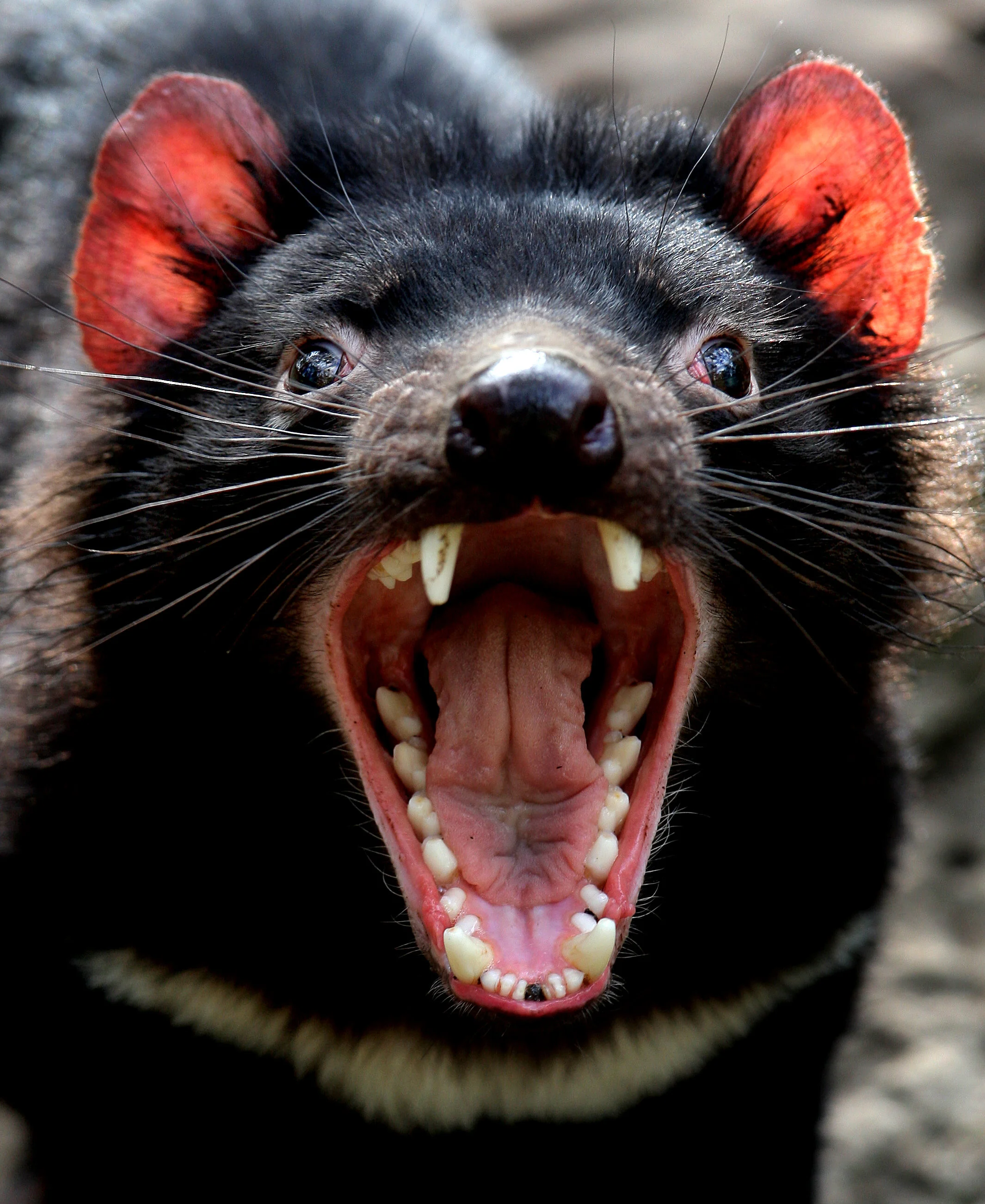 HALLS GAP ZOO-FF952939-372304.JPG