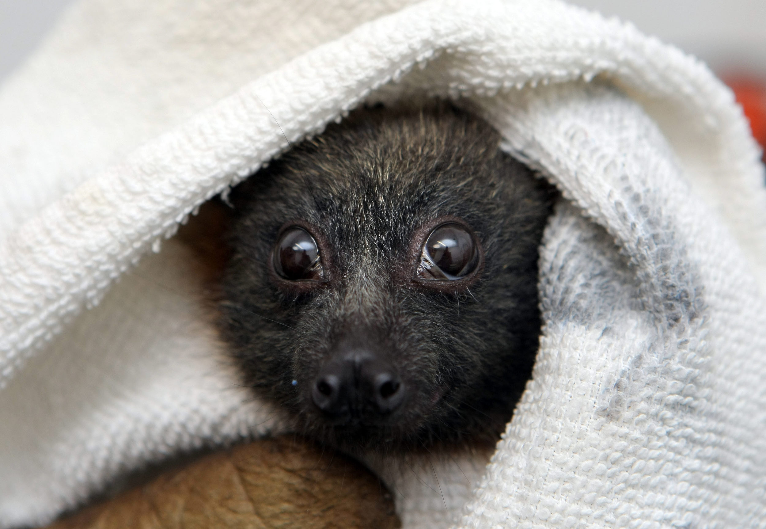 HEALESVILLE SANCTUARY-F11510664-371823.JPG