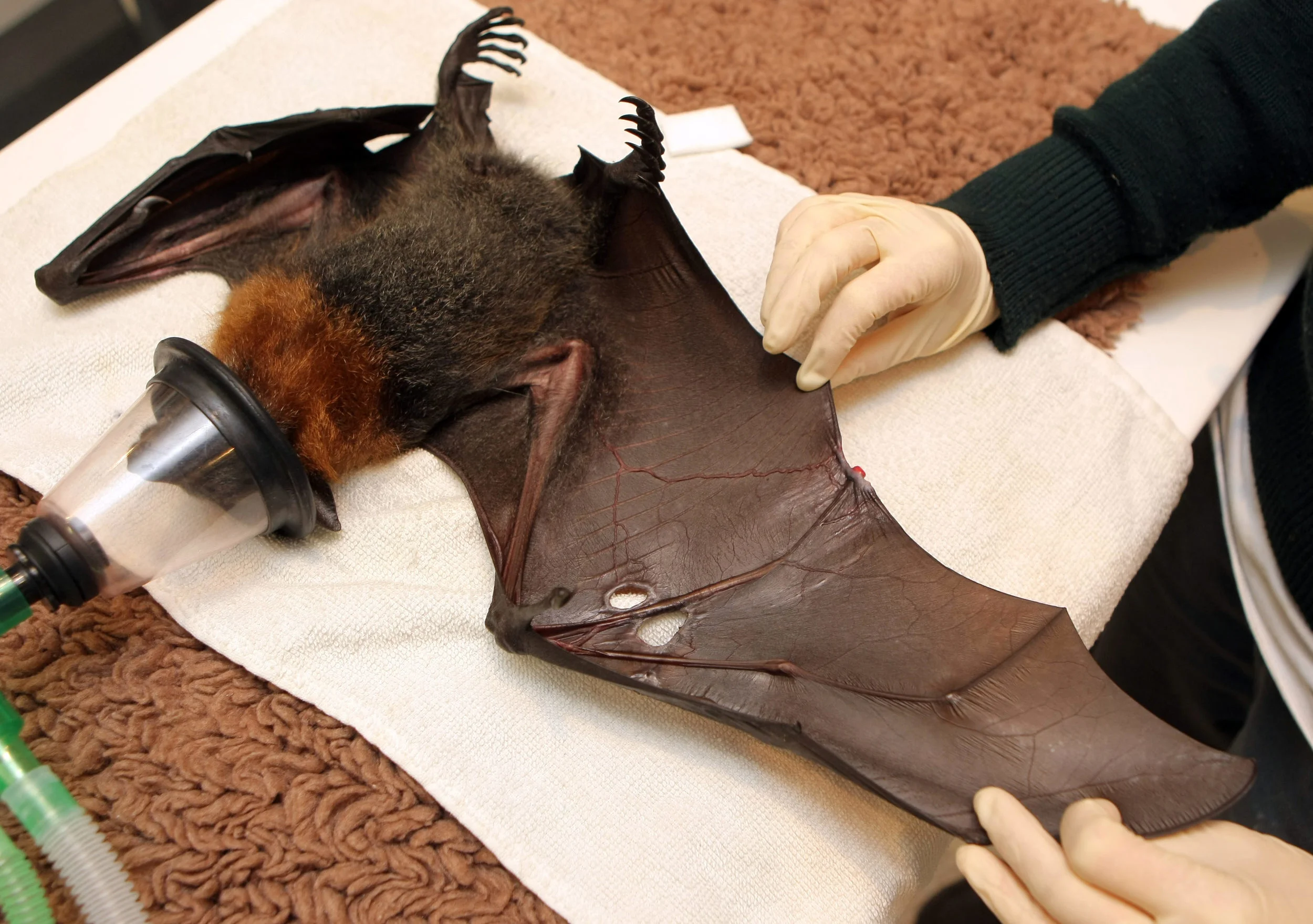 HEALESVILLE SANCTUARY-F11510662-371822.JPG