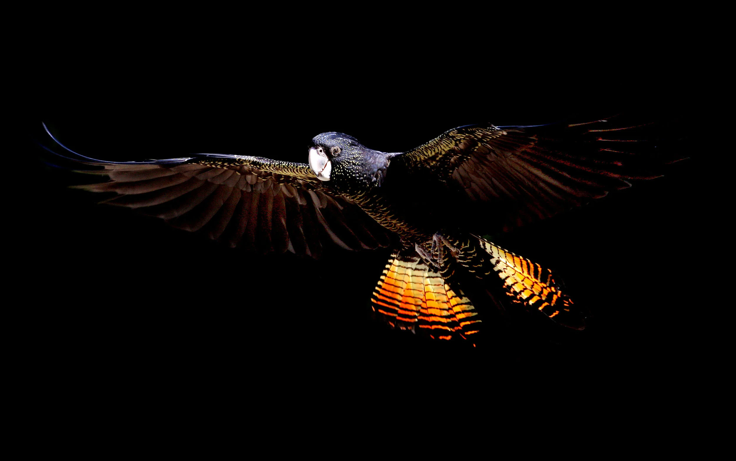 HEALESVILLE SANCTUARY-F13997374-582605.JPG