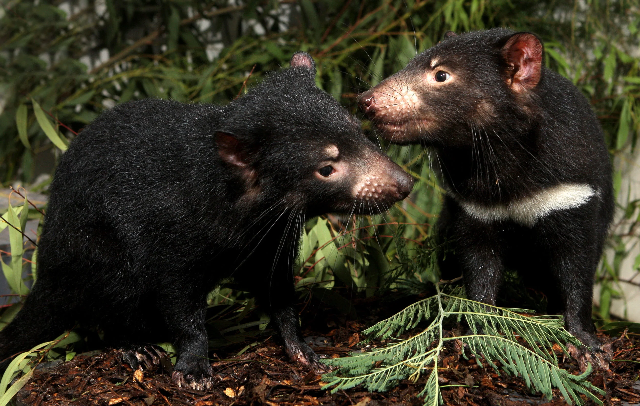 HEALESVILLE SANCTUARY-F13855438-372093.JPG