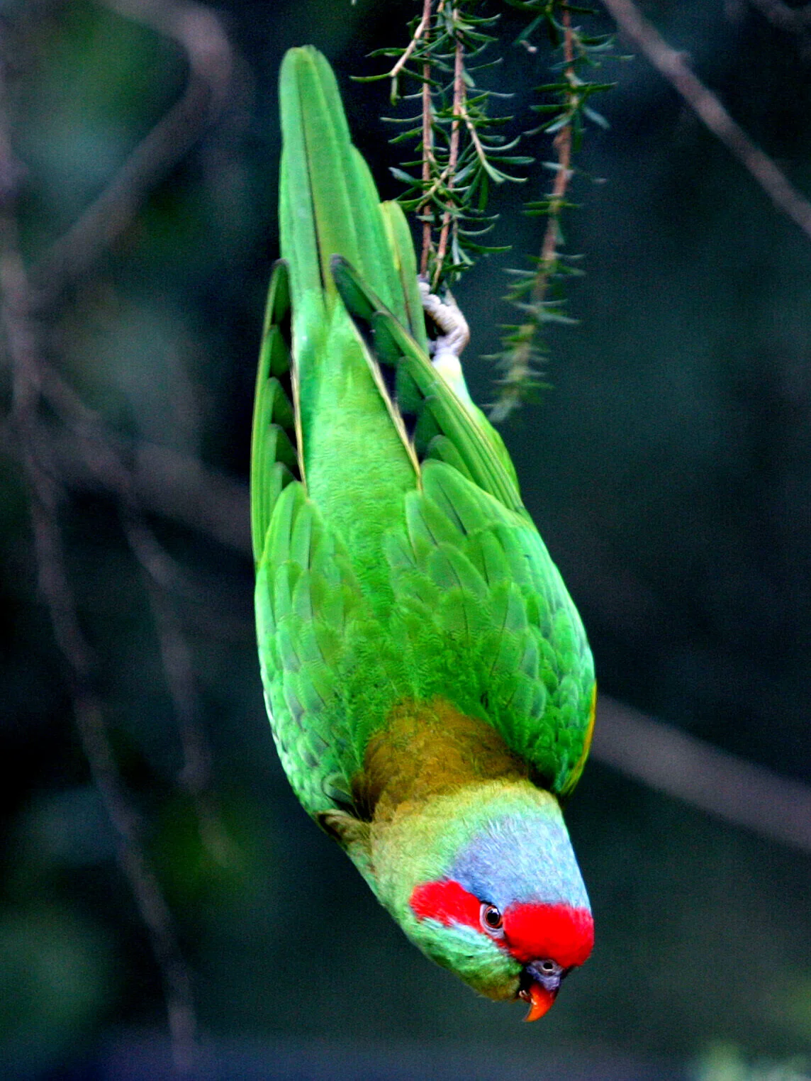 HEALESVILLE SANCTUARY-F13997381-582607.JPG
