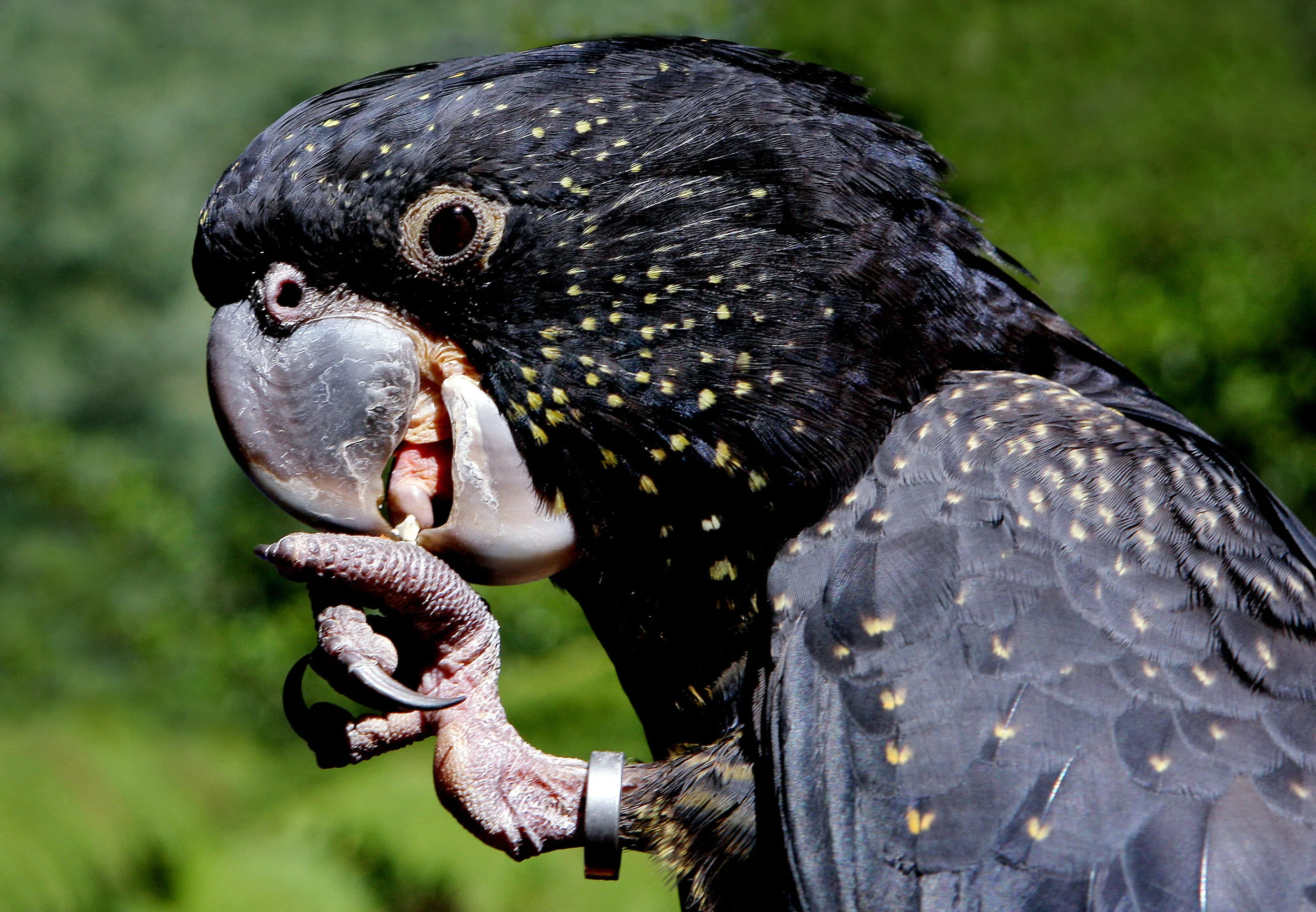 HEALESVILLE SANCTUARY-F13997378-582606.JPG