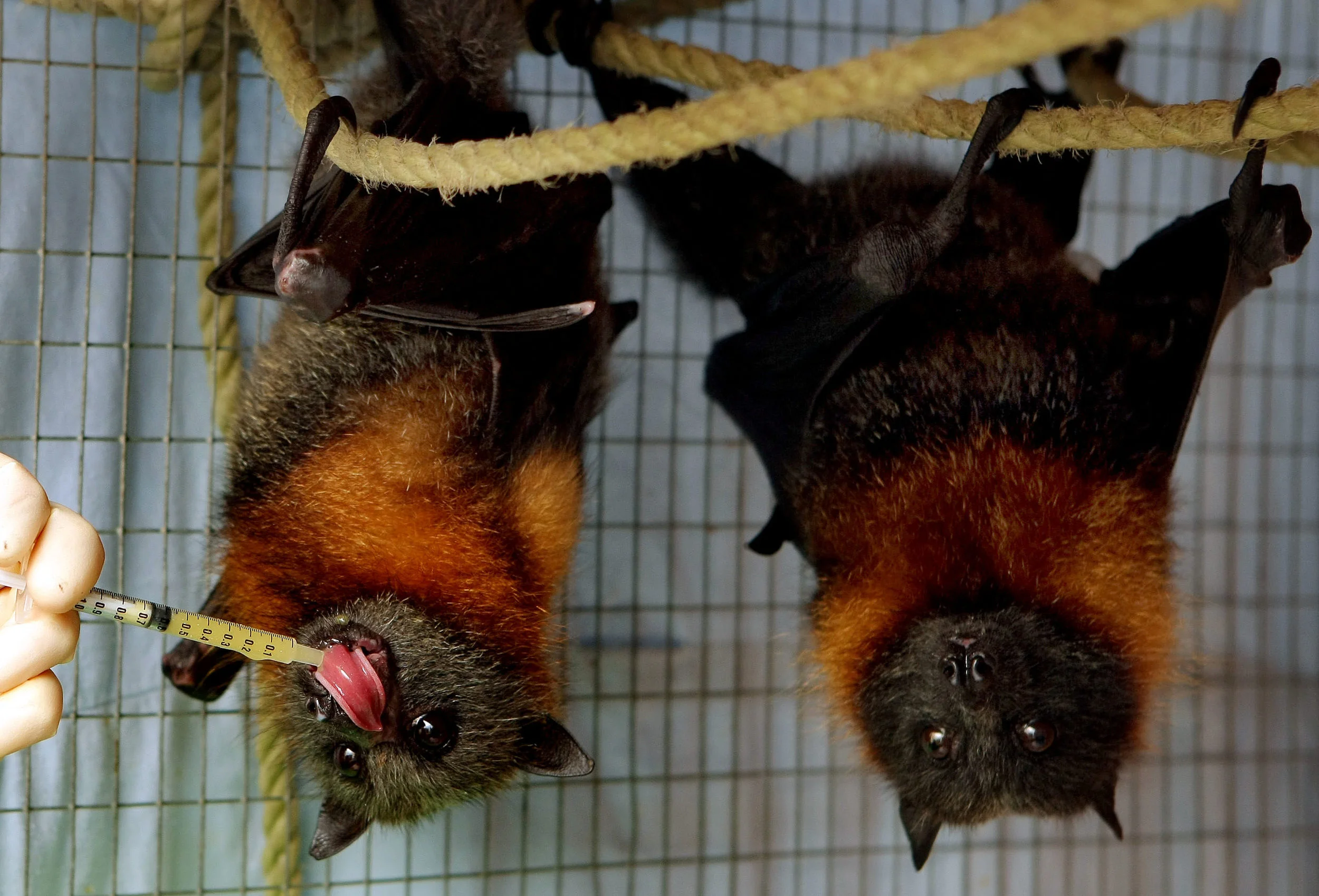 HEALESVILLE SANCTUARY-FF831423-372269.JPG