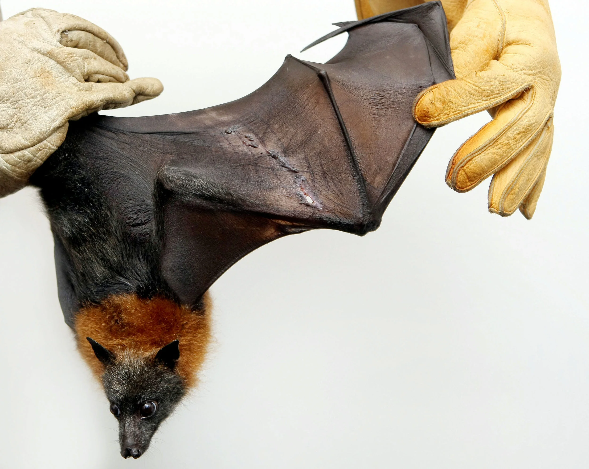 HEALESVILLE SANCTUARY-FF952949-372314.JPG