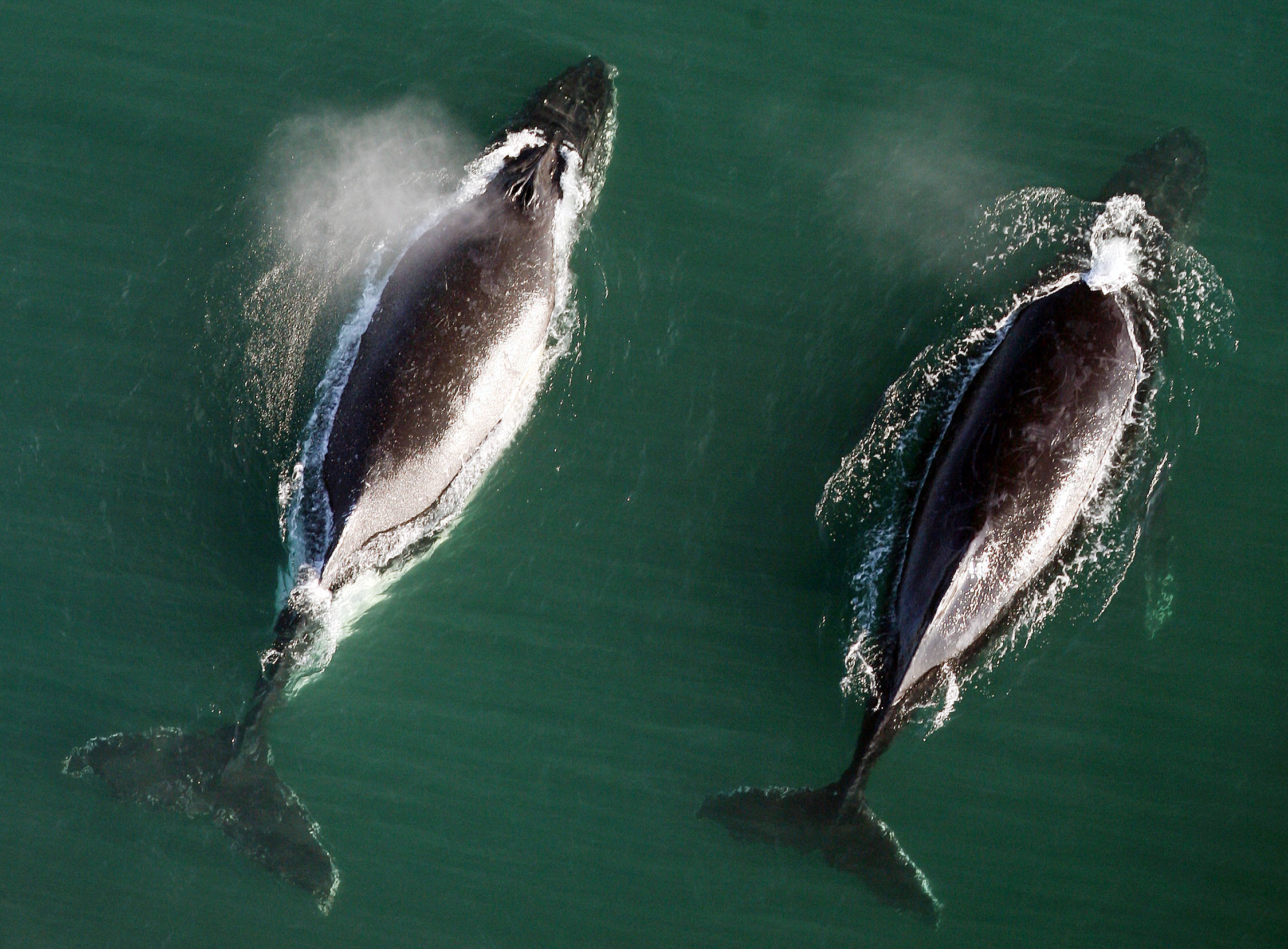 HUMPBACK WHALES-FF183696-582741.JPG