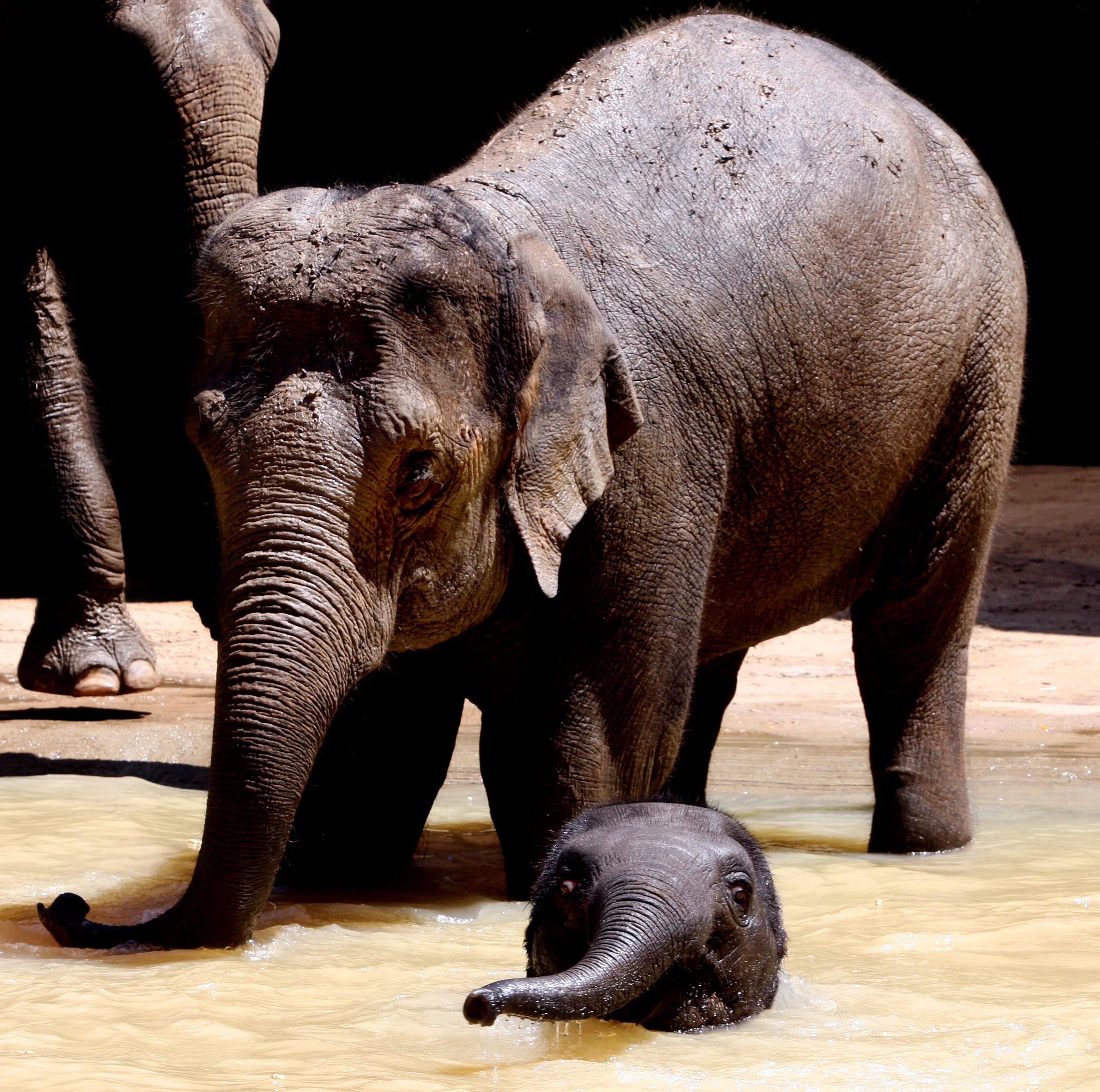MELBOURNE ZOO-F13266500-371979.JPG