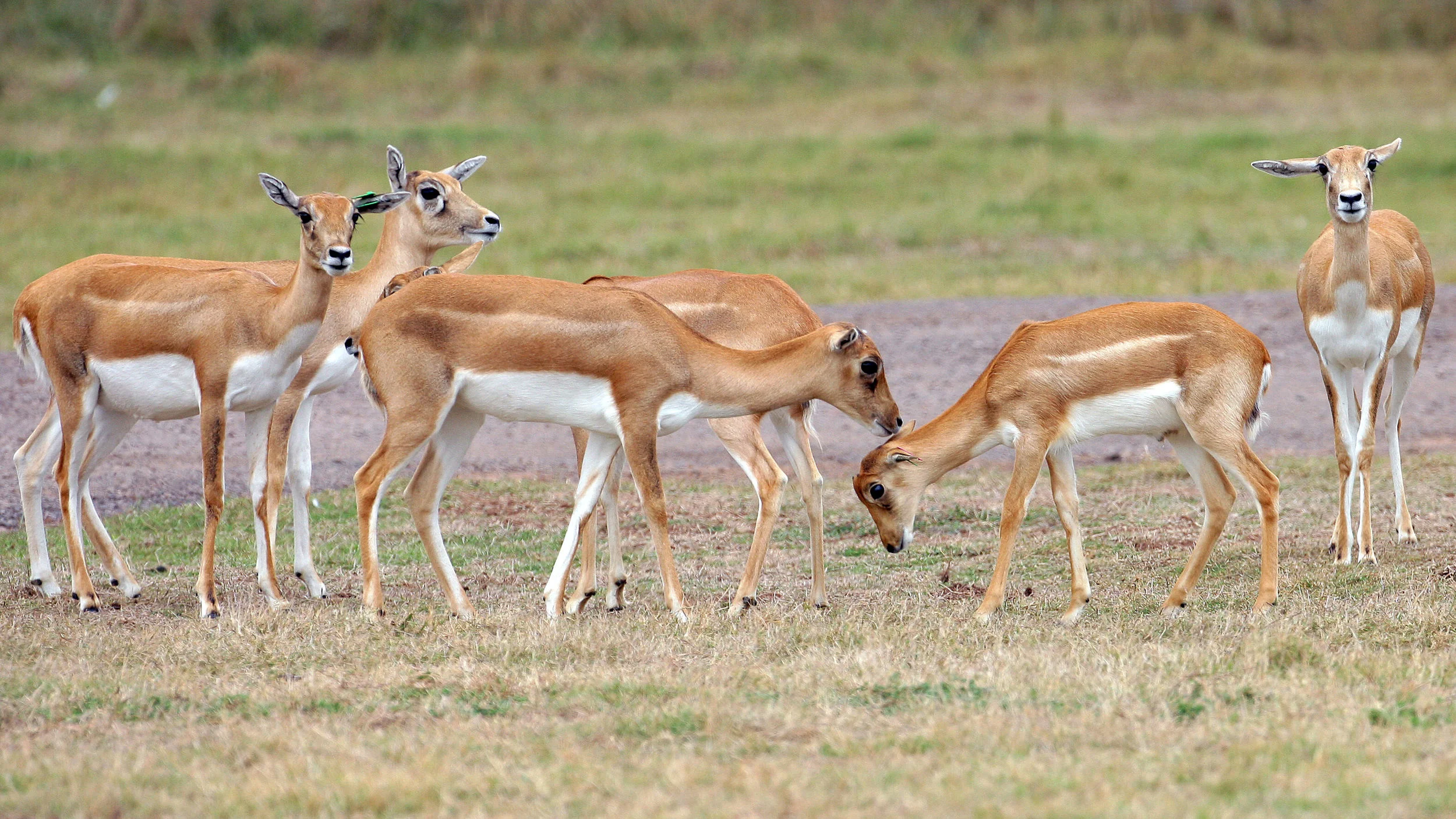 WERRIBEE ZOO-F14201303-372000.JPG