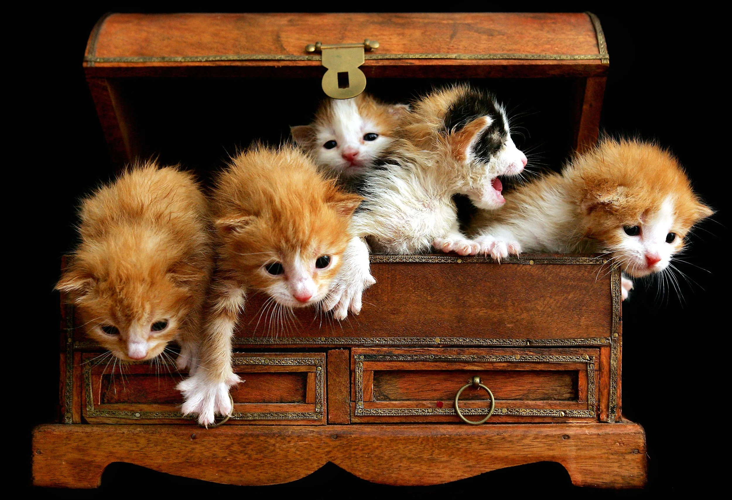 KITTENS-FF335009-582747.JPG