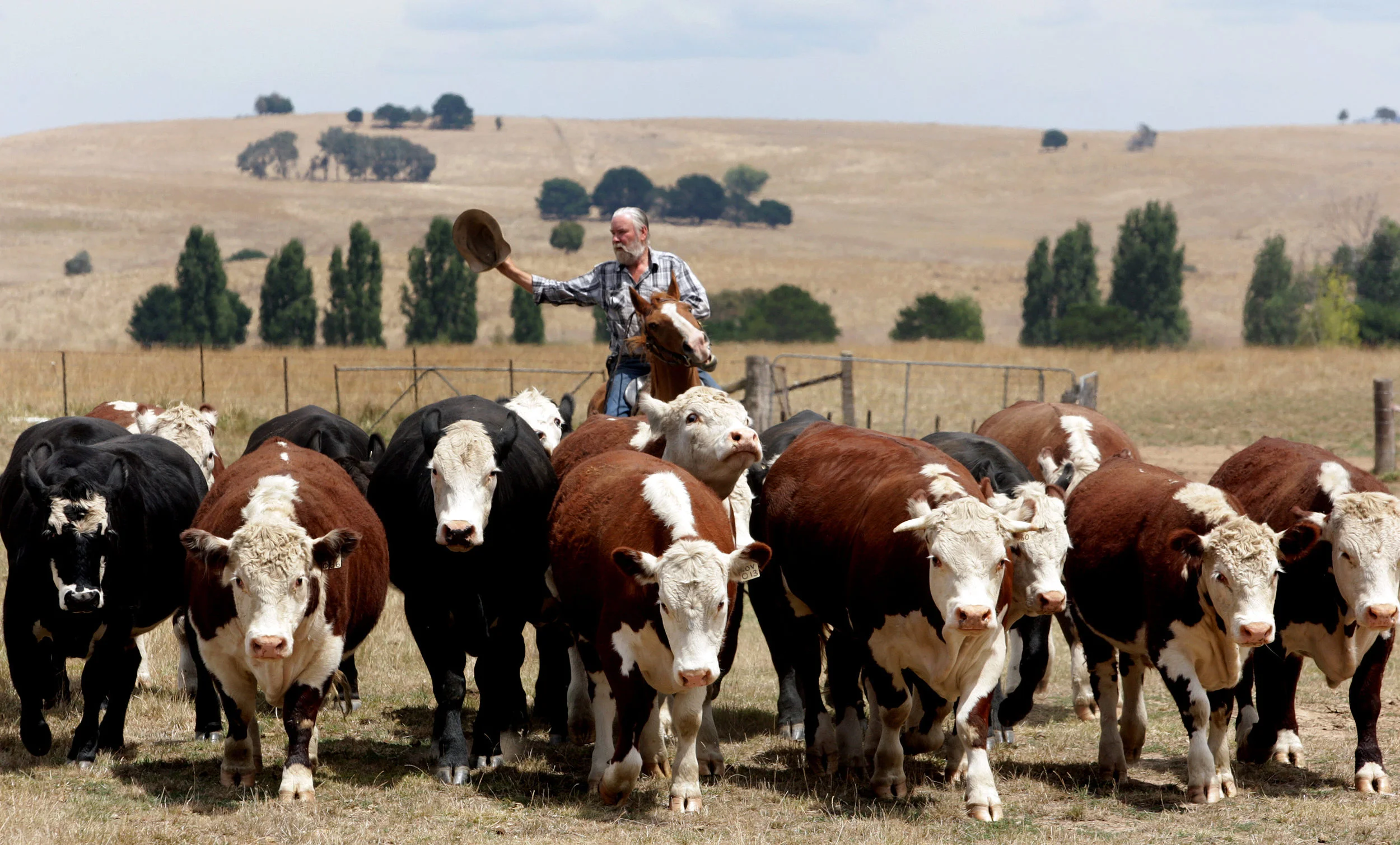 MOUNTAIN CATTLEMEN-F13612544-371989.JPG