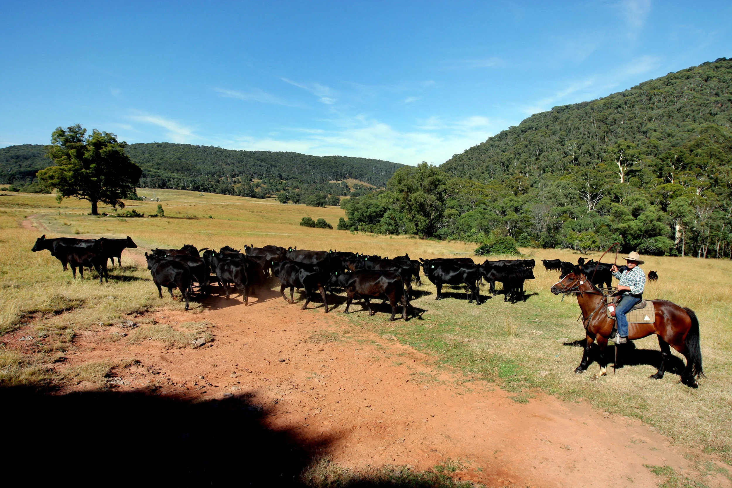 MOUNTAIN CATTLEMEN-F13612542-371987.JPG