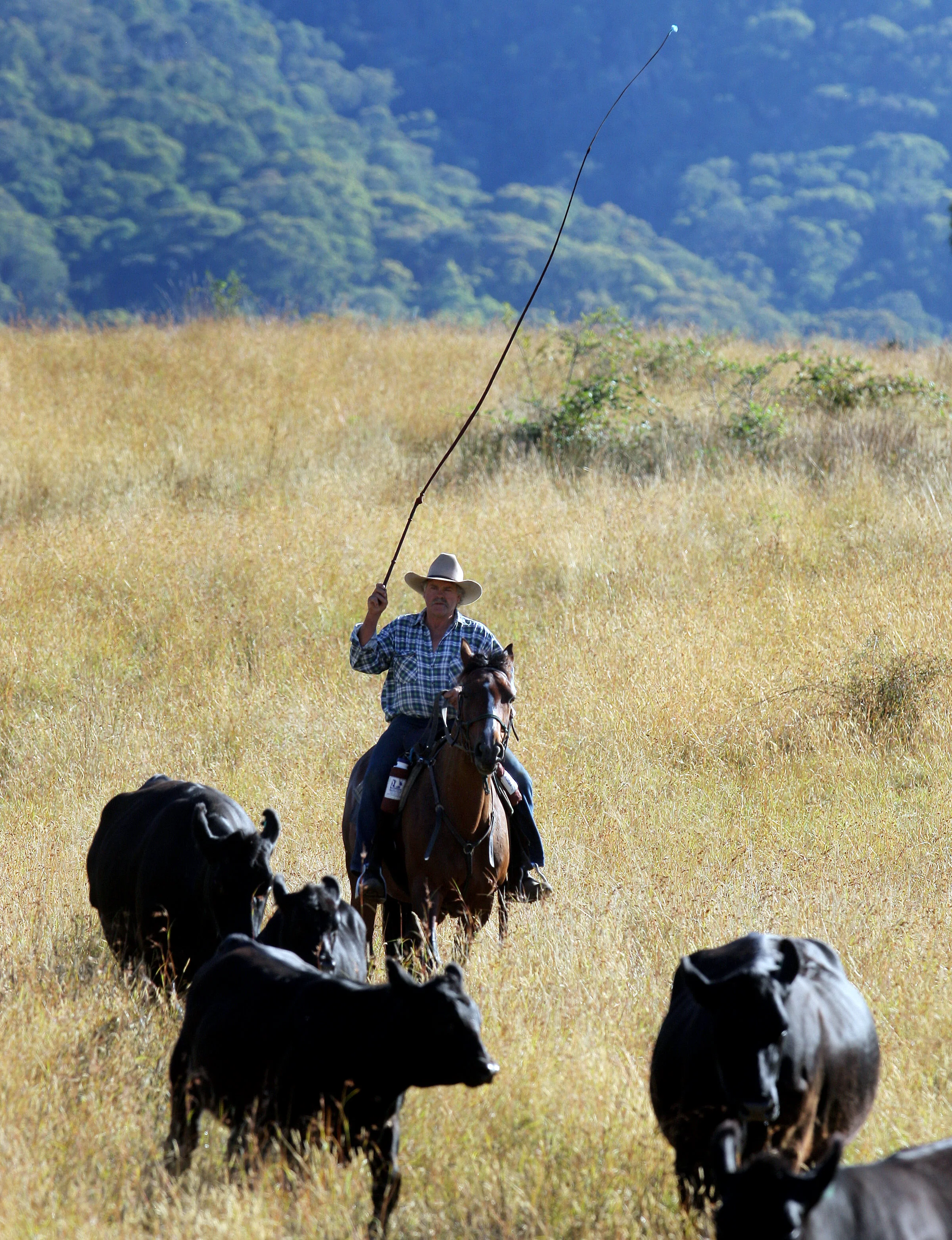 MOUNTAIN CATTLEMEN-F13612546-371990.JPG