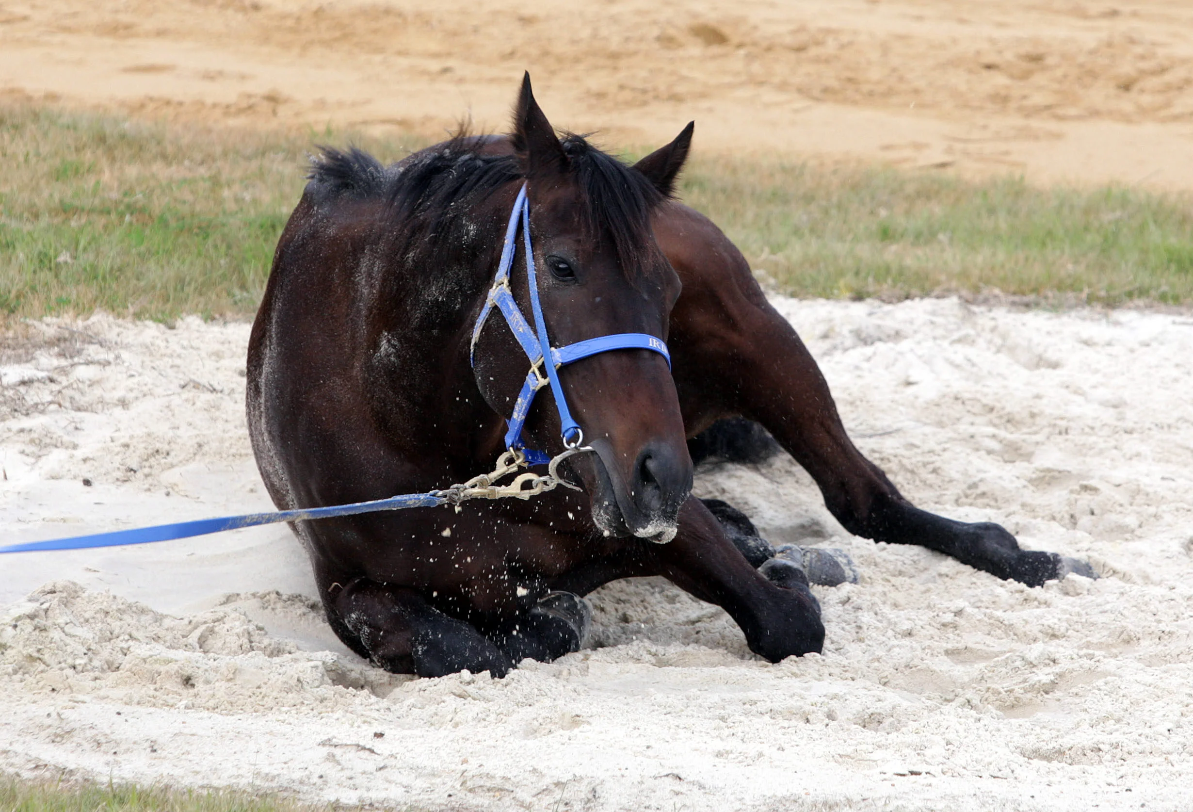 BLACK CAVIAR-FF916603-582878.JPG