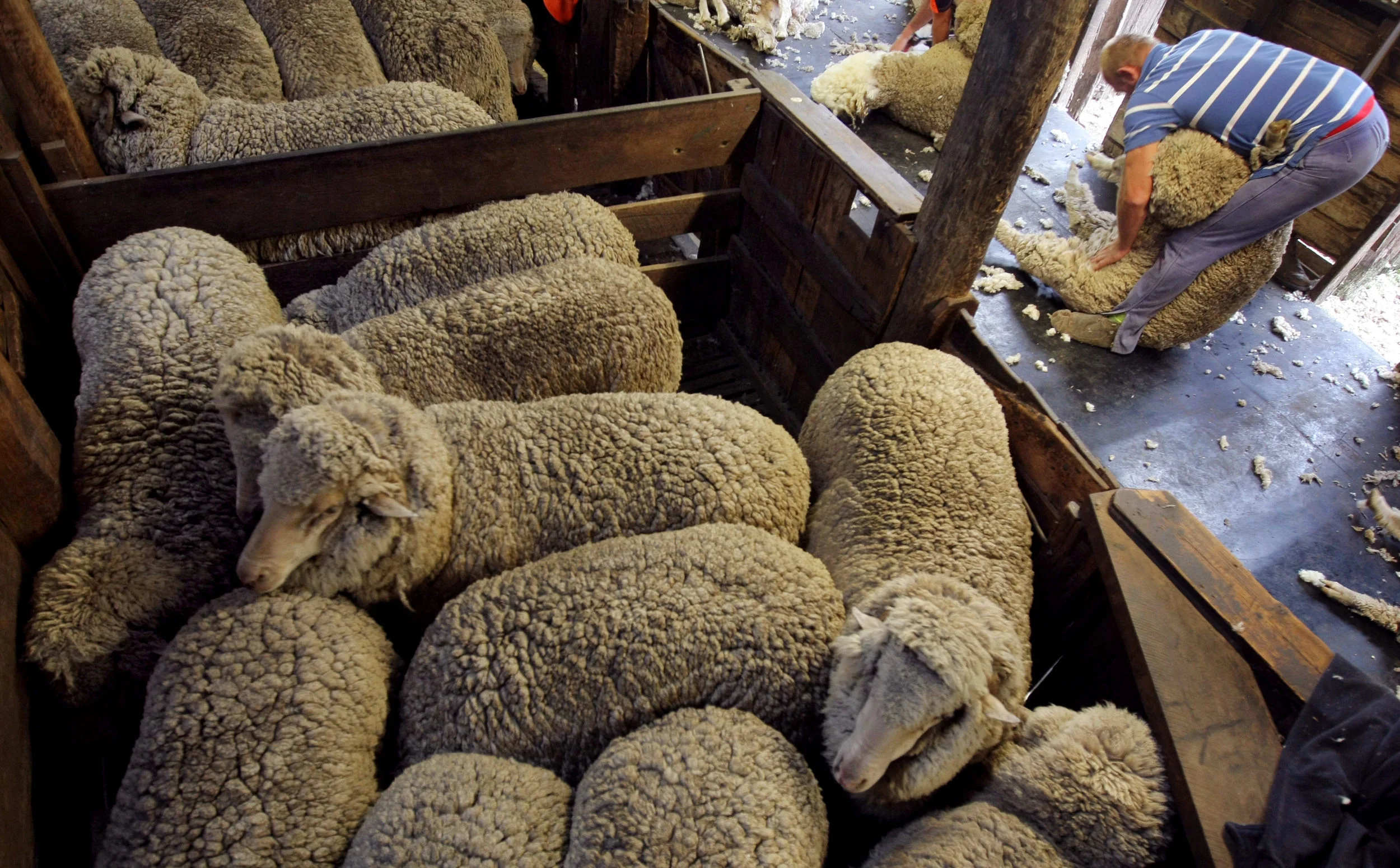 SHEARERS-F11777011-371834.JPG