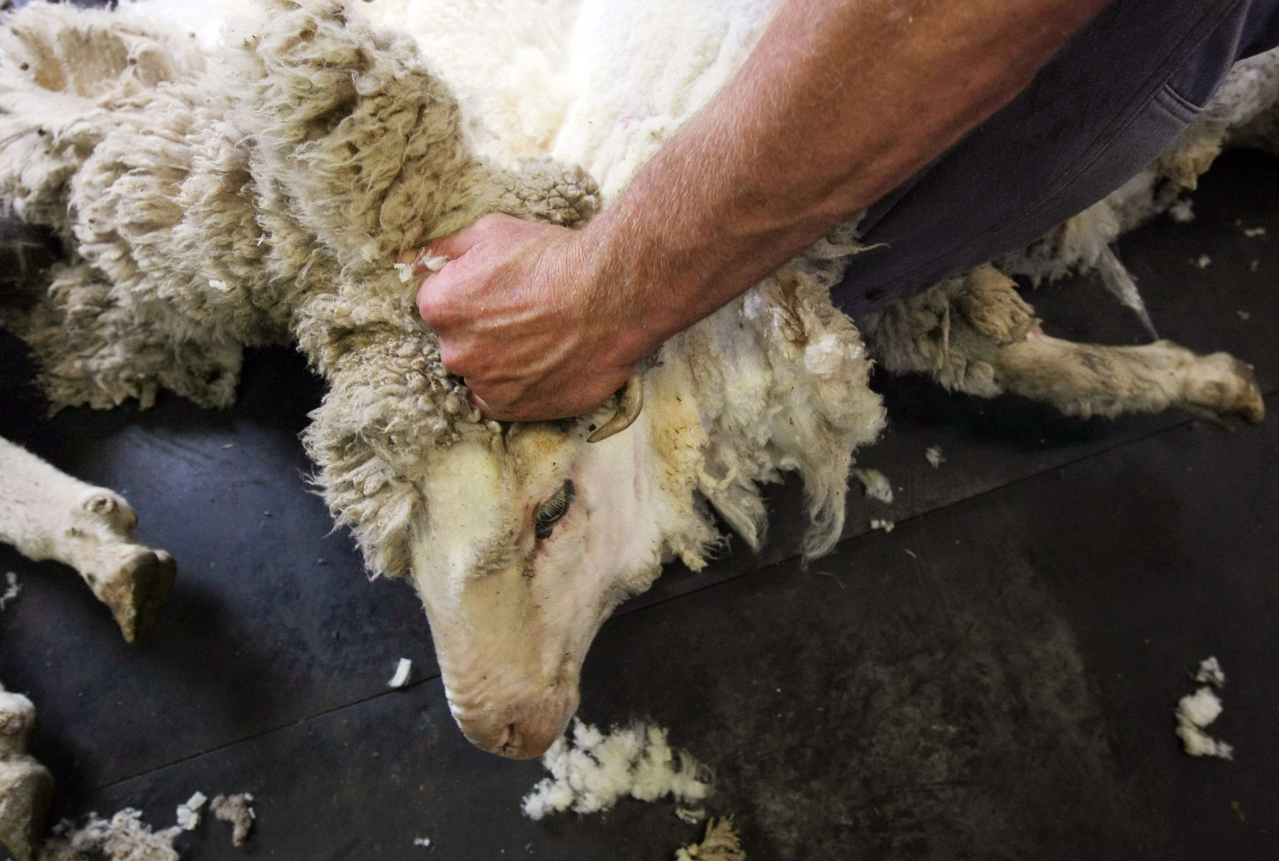 SHEARERS-F11777017-371839.JPG