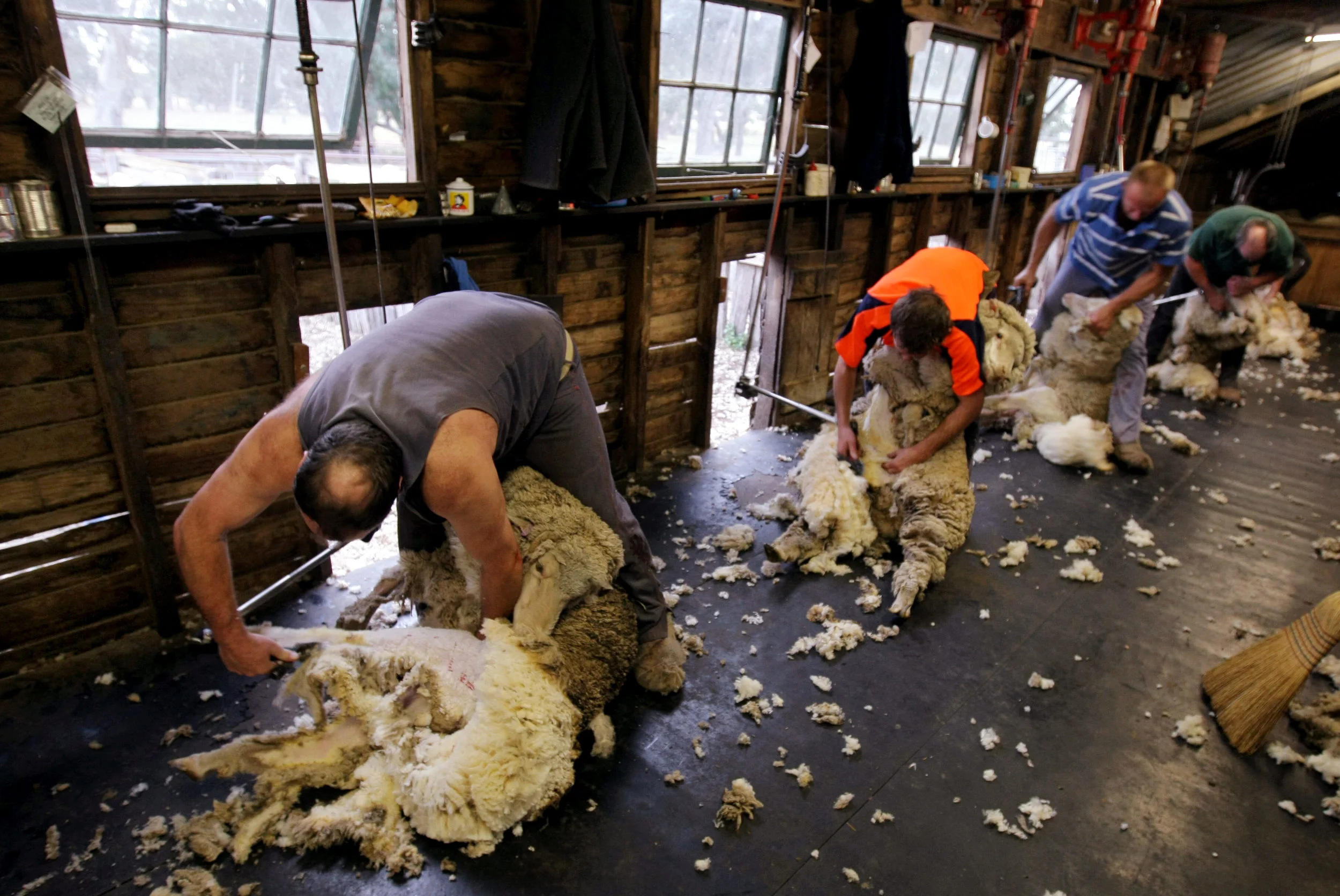 SHEARERS-F11777019-371840.JPG