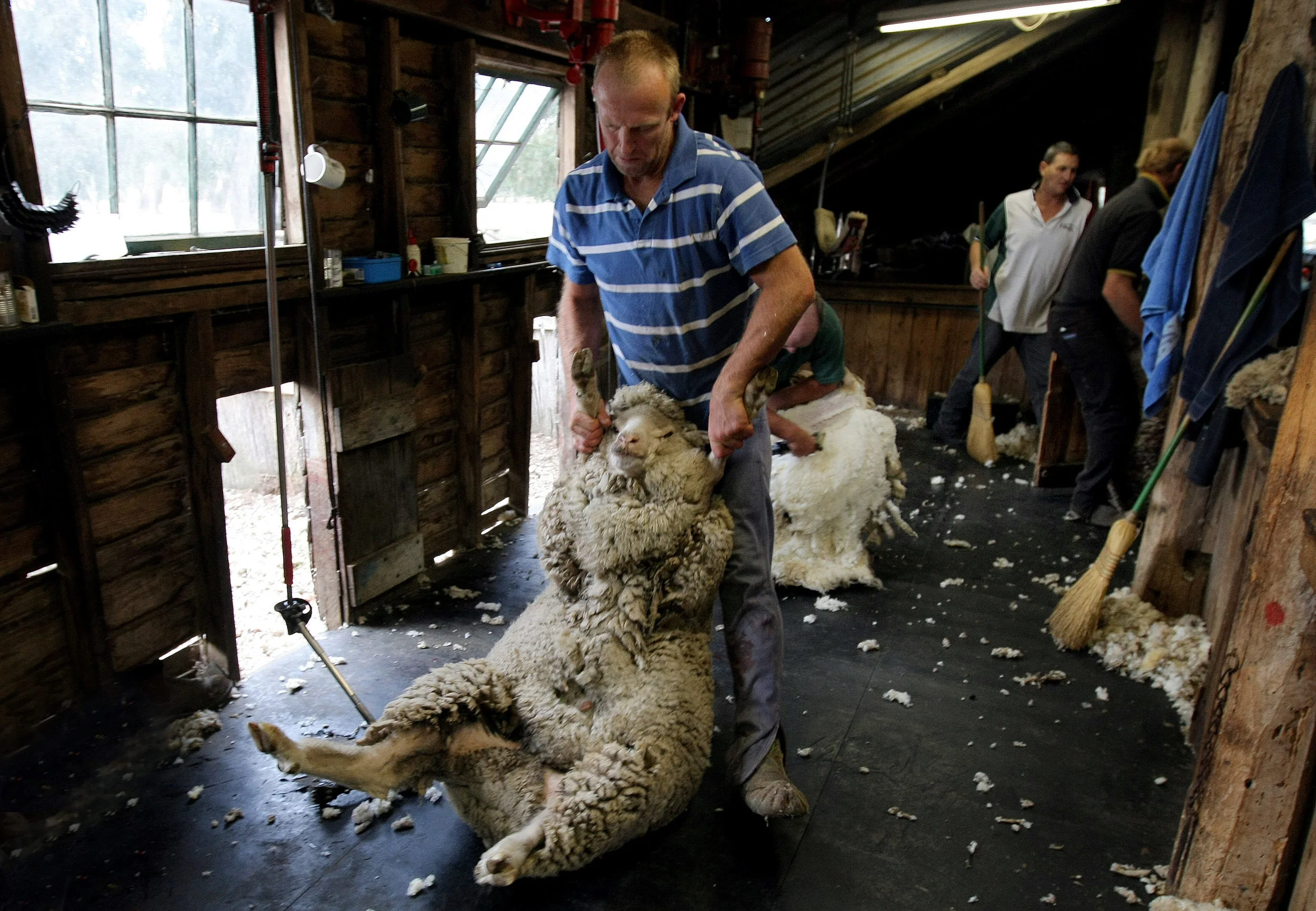SHEARERS-F11777130-371841.JPG