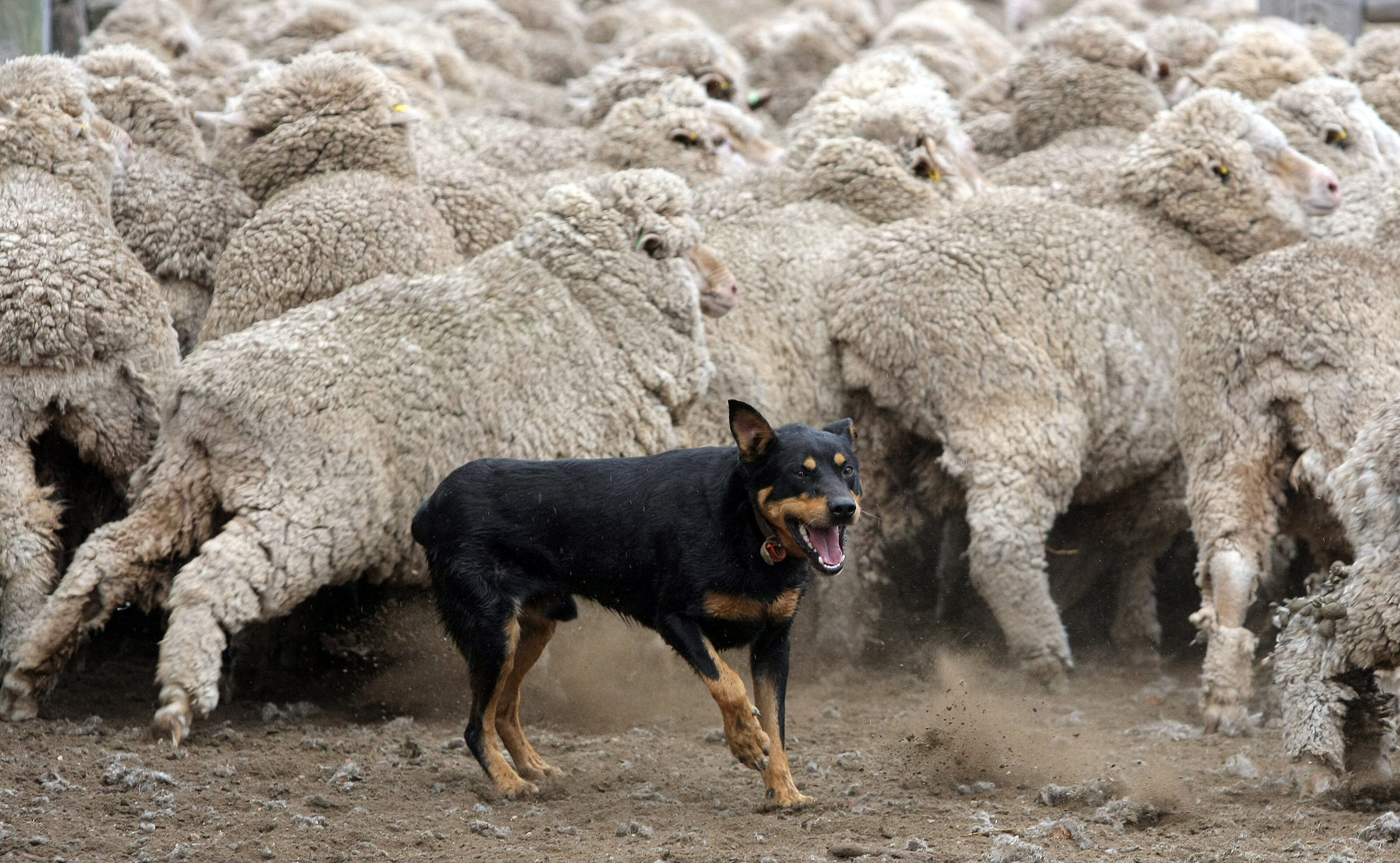 SHEARERS-F11777148-371843.JPG
