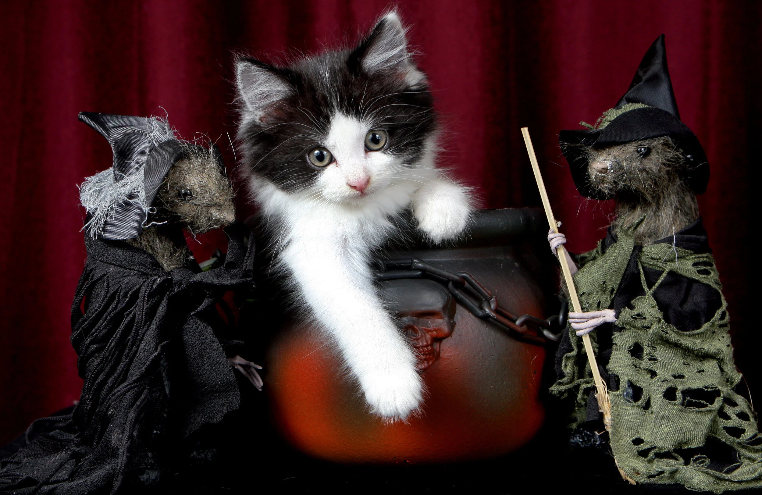 STRAY KITTEN-F15850192-372132.JPG