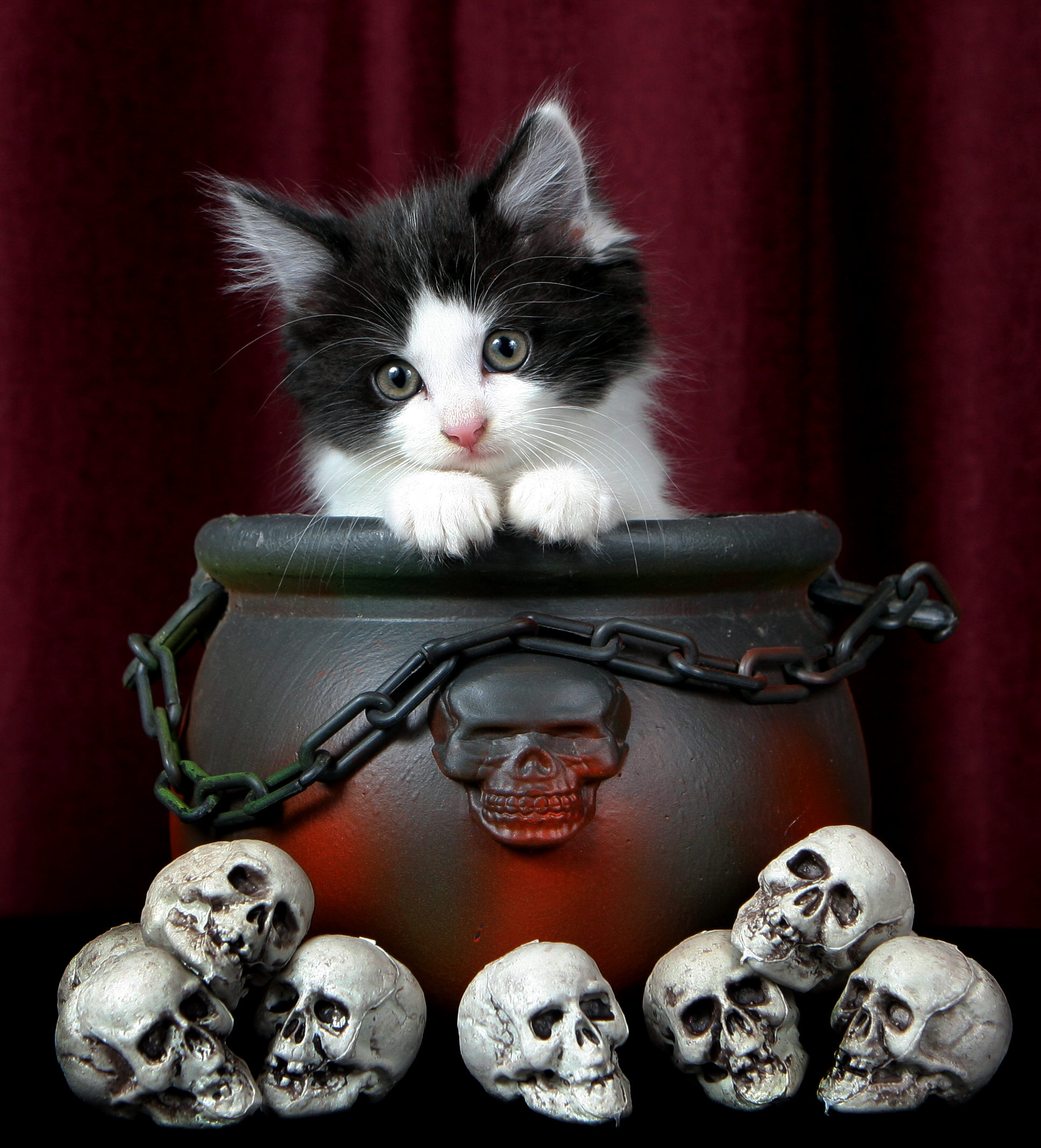 STRAY KITTEN-F15850449-372133.JPG