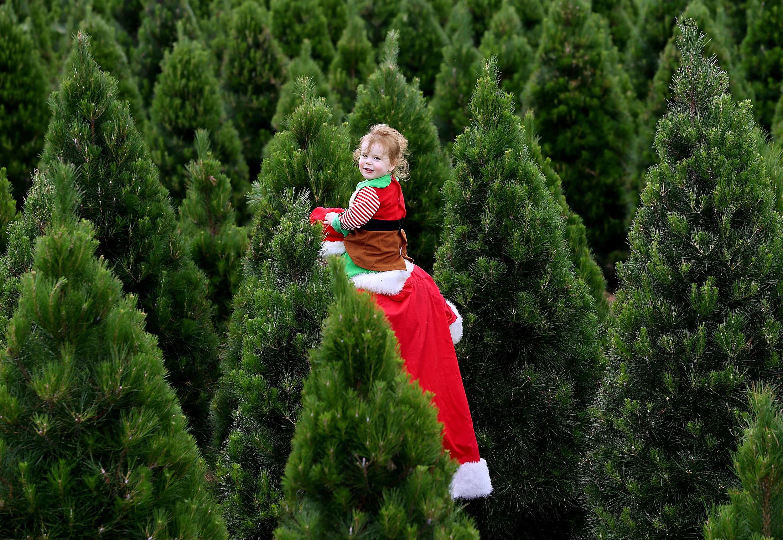 CHRISTMAS TREES-P2283562-173700.JPG