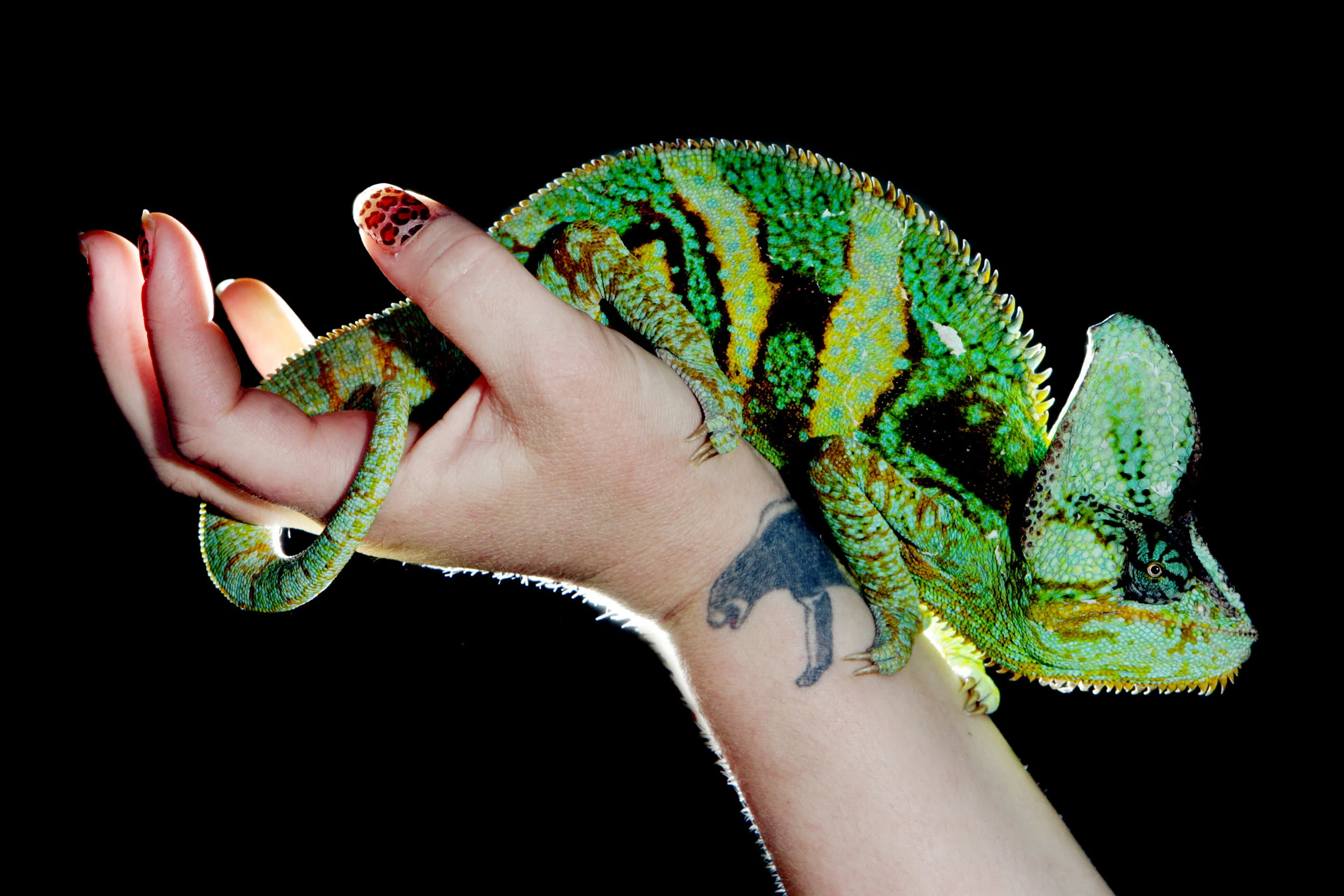 HALLS GAP ZOO-F14946077-372014.JPG