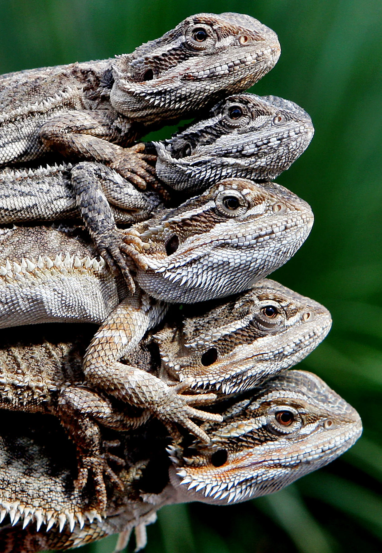 WILD ACTION ZOO-F12102779-371852.JPG