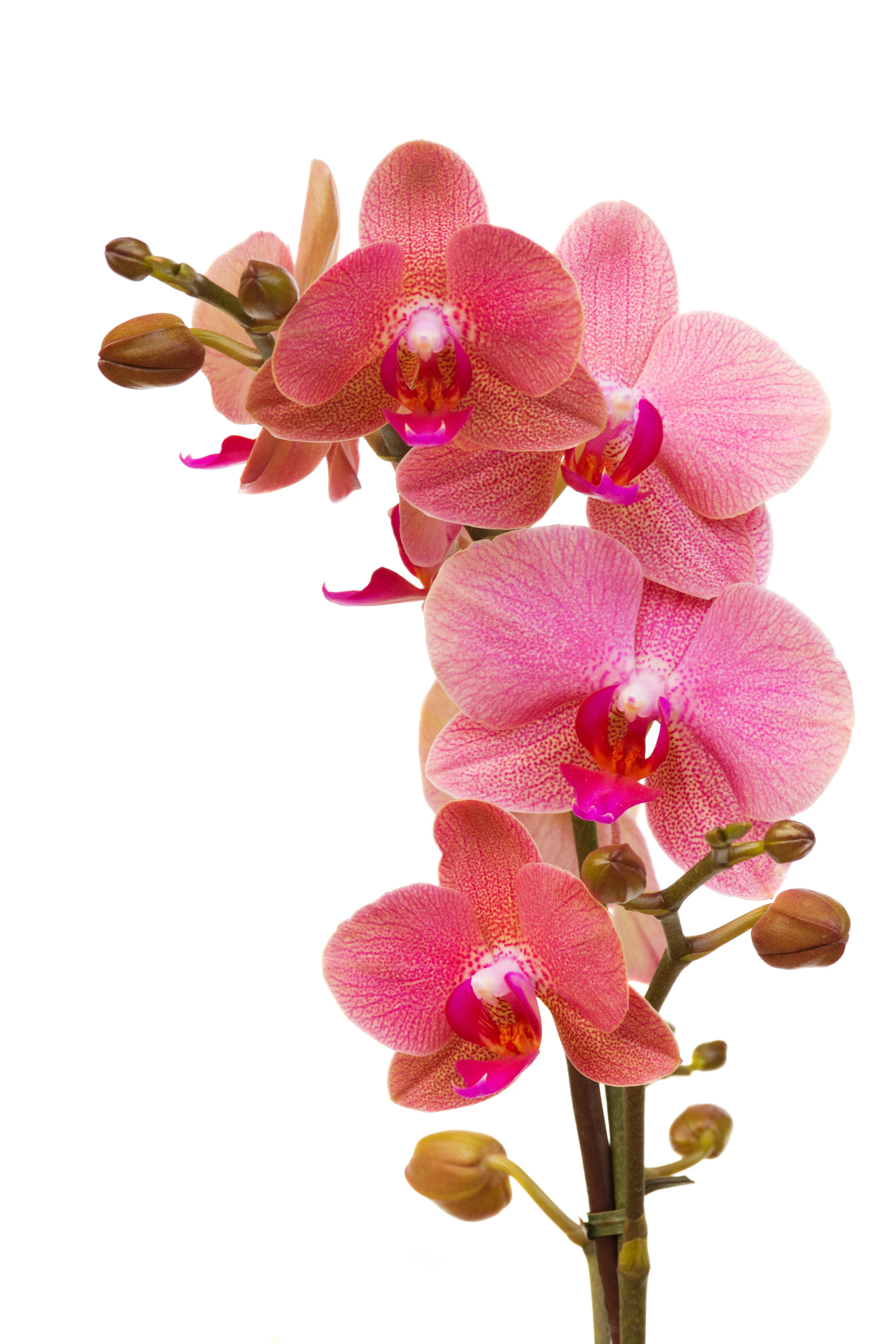 shutterstock_126160814.jpg
