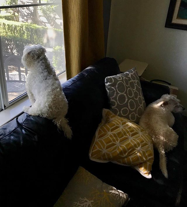 Caption anyone?
#rescuedogsofinstagram