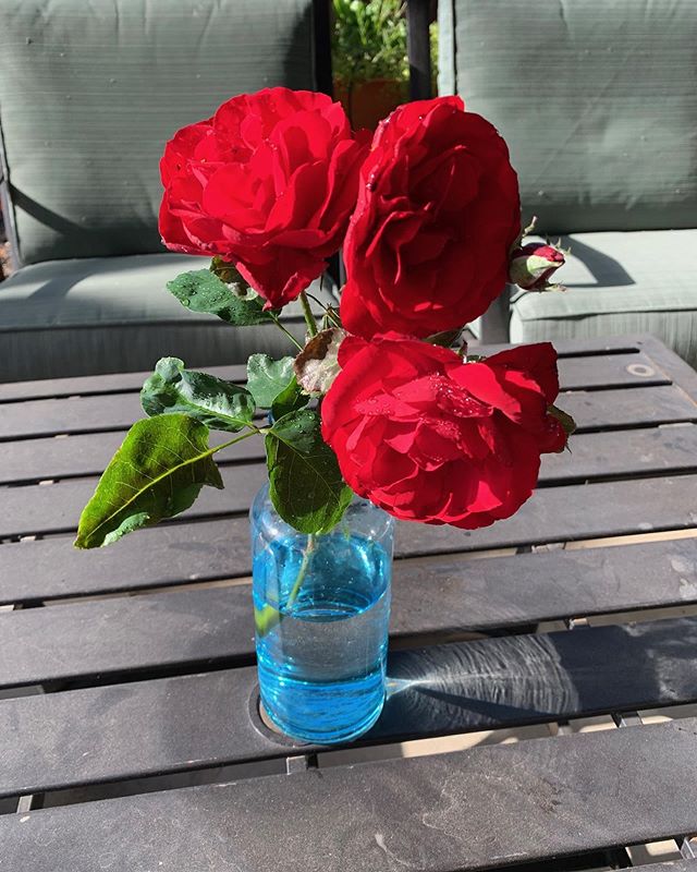 I snipped these out of my garden this morning. They reminded me of my mother. She had a wonderful trellis of red roses that hung over the carport. The largest blooms I’ve ever seen. #happygardener #mom #bookseries #midlife