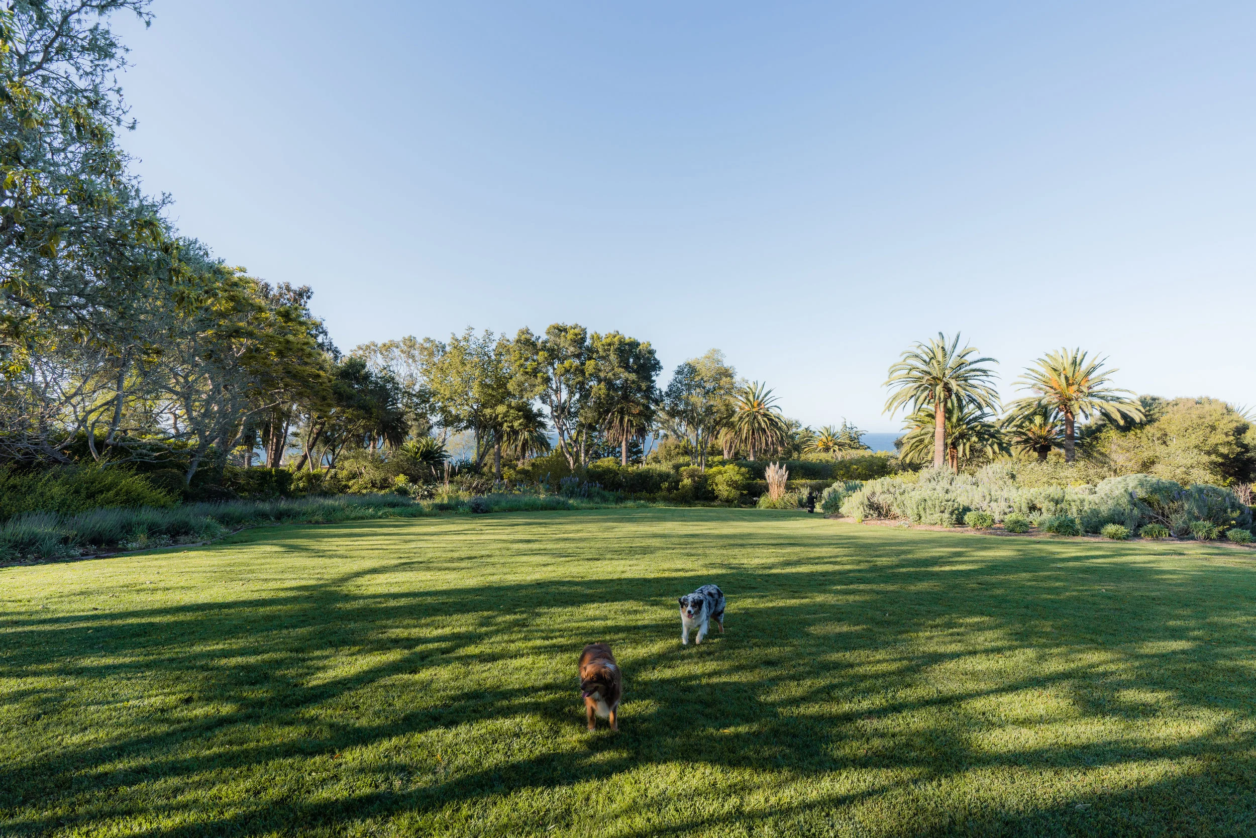 Dog Days in Santa Barbara