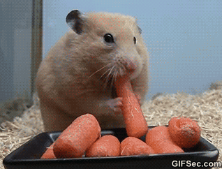 giphy-1.gif