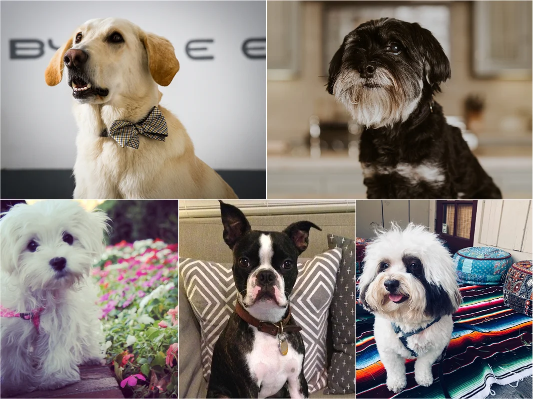 dogs.jpg