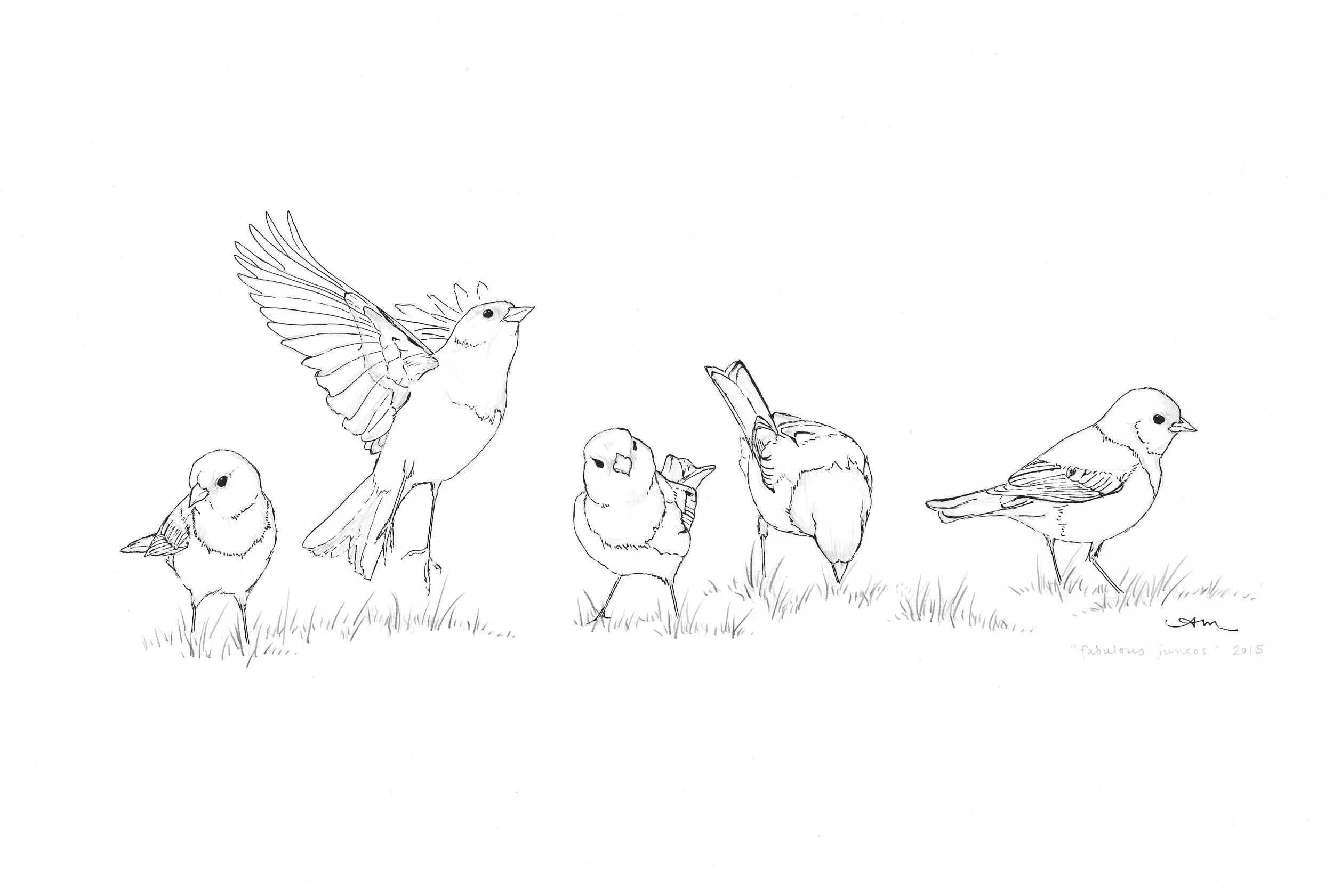 dark-eyed juncos, pencil and ink on paper - SOLD-