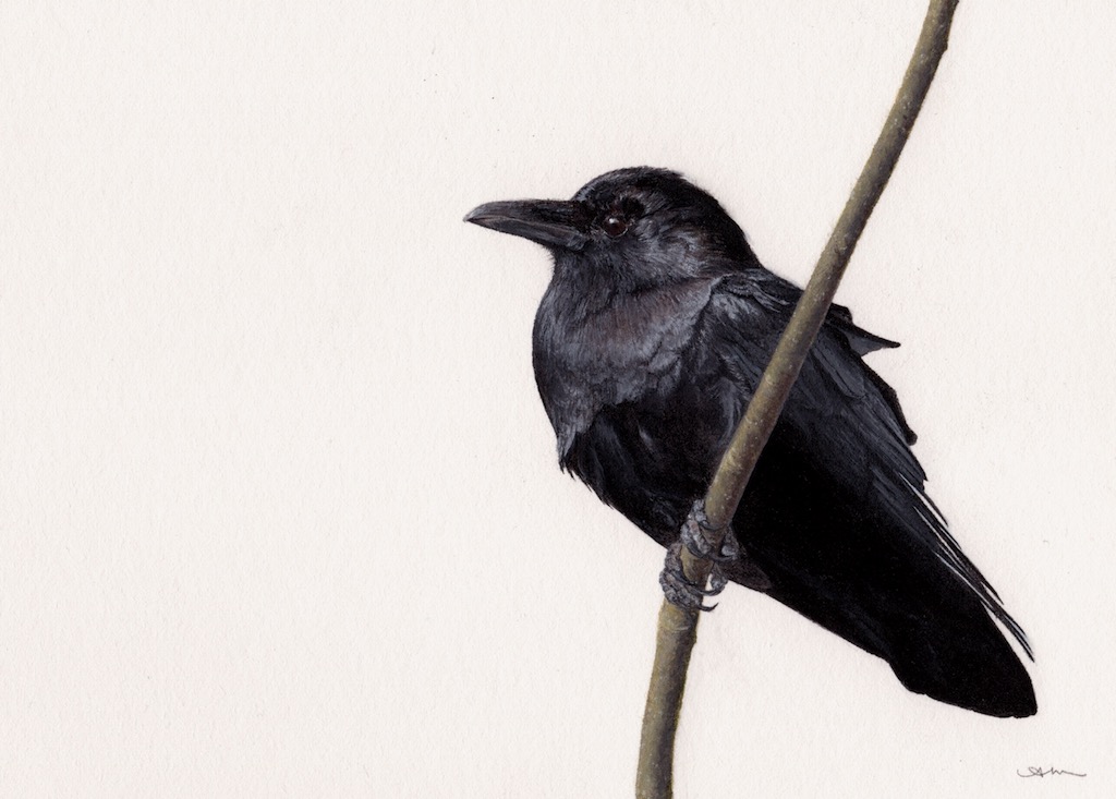 american crow, watercolor on paper