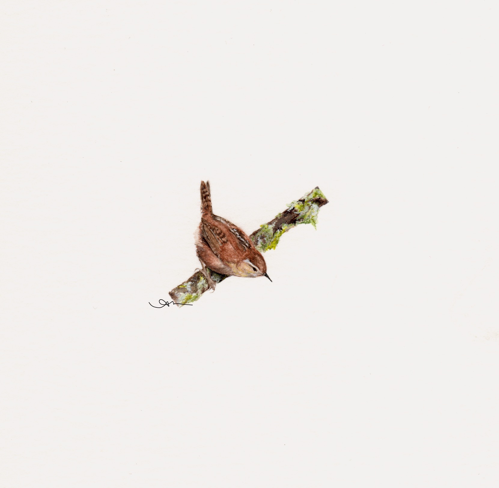 marsh wren, watercolor on paper -PRIVATE COLLECTION-