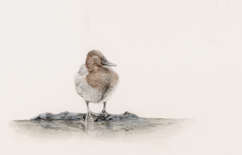 canvasback, watercolor on paper -PRIVATE COLLECTION-
