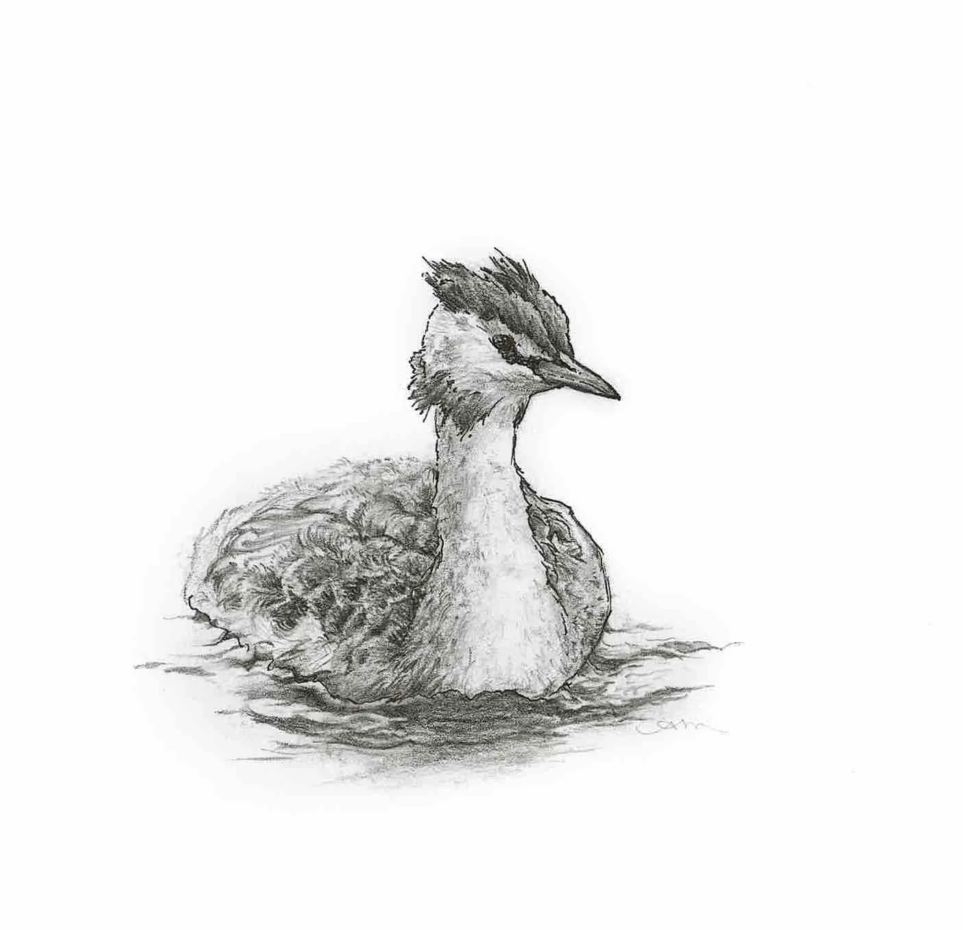 great crested grebe, pencil & ink on paper - SOLD-