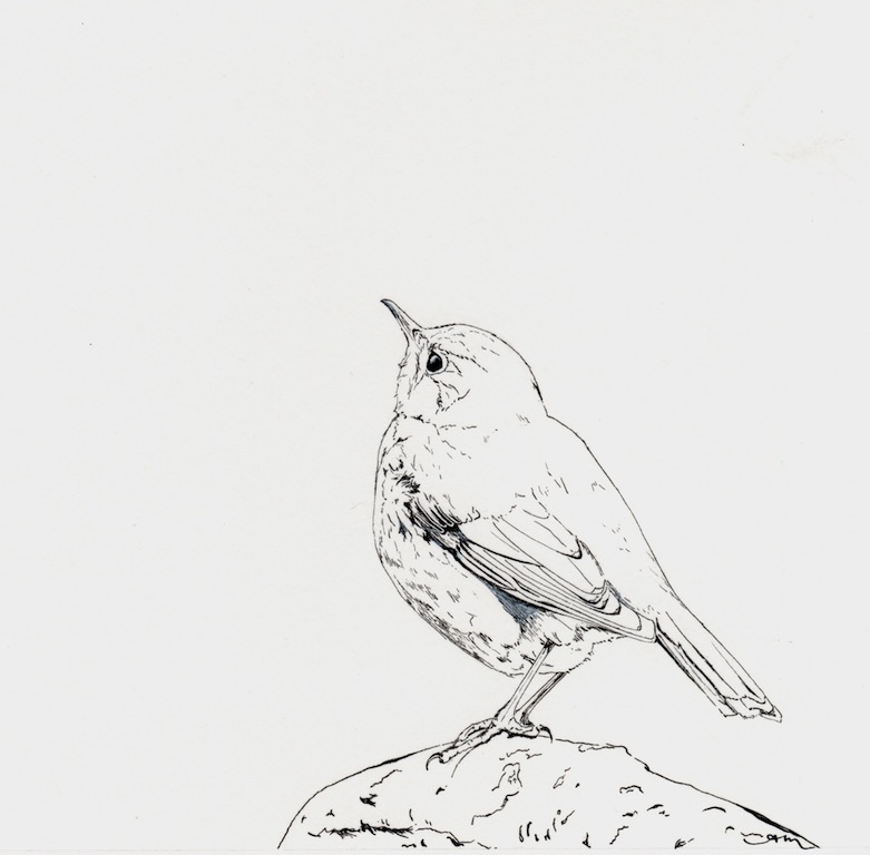 hermit thrush, pencil & ink on paper -PRIVATE COLLECTION-
