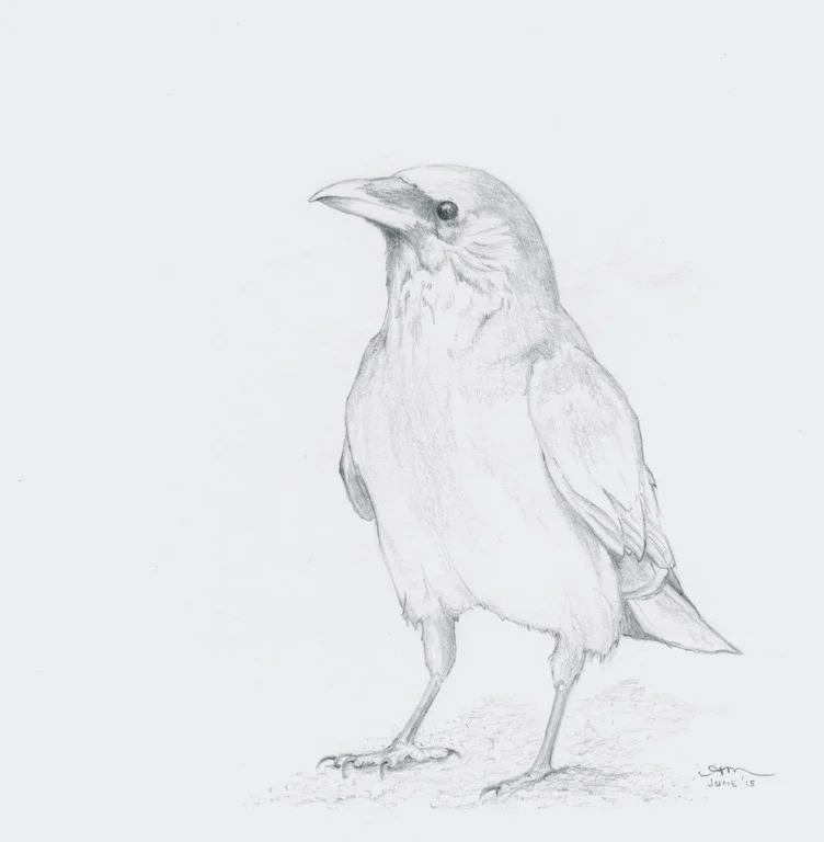 american crow, pencil on paper - SOLD-
