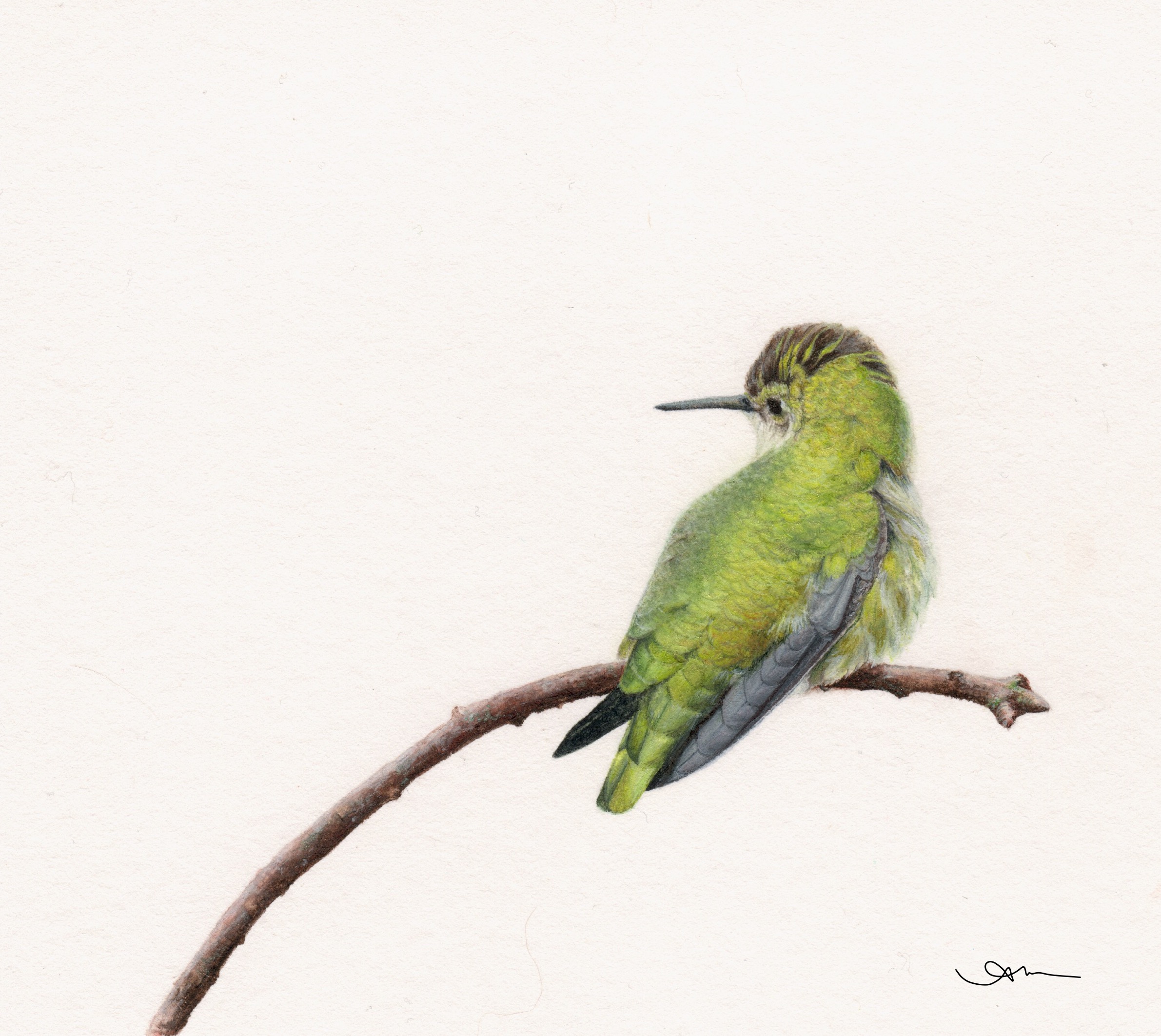anna's hummingbird, watercolor on paper